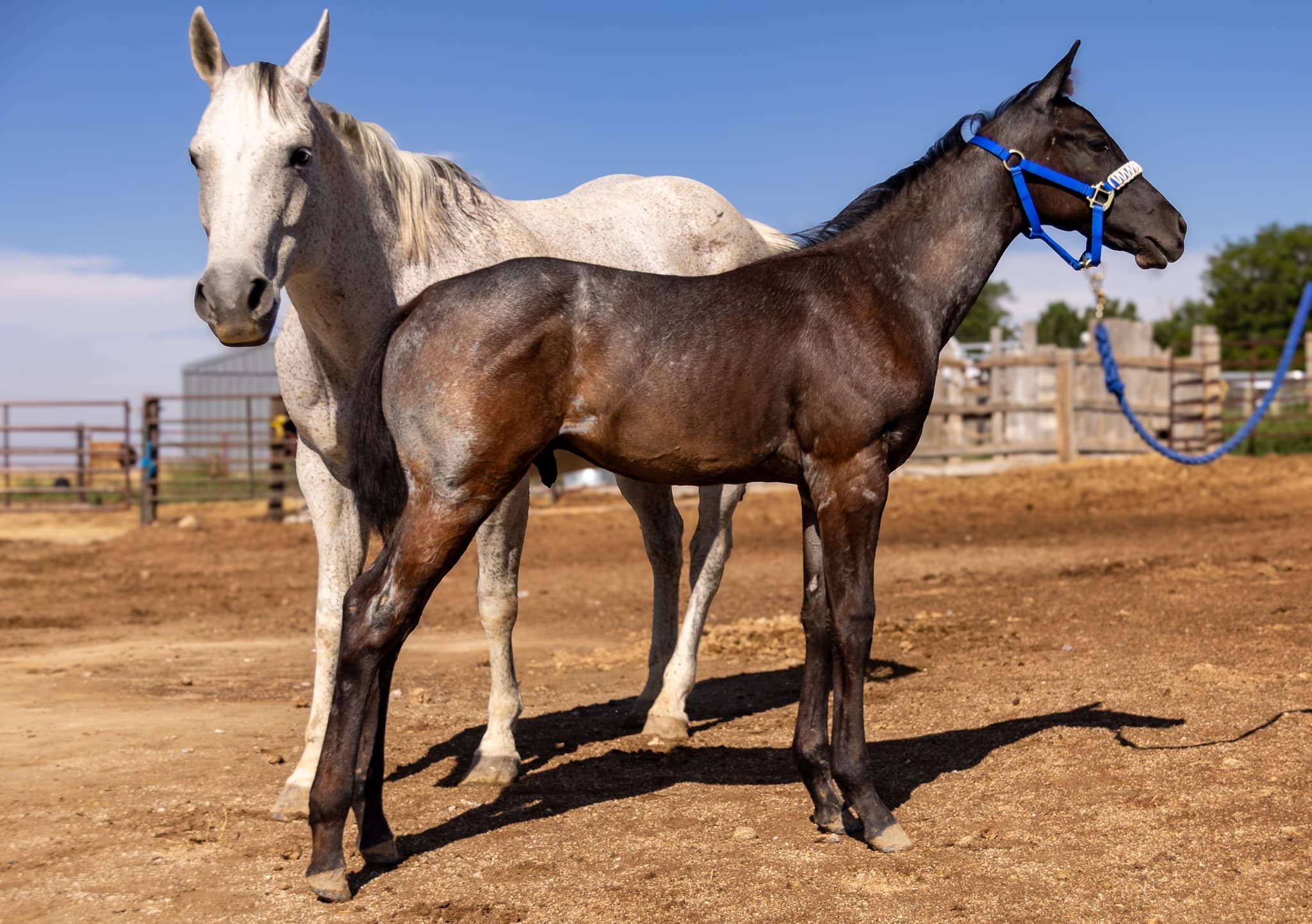 AQHA Pending - Image 4