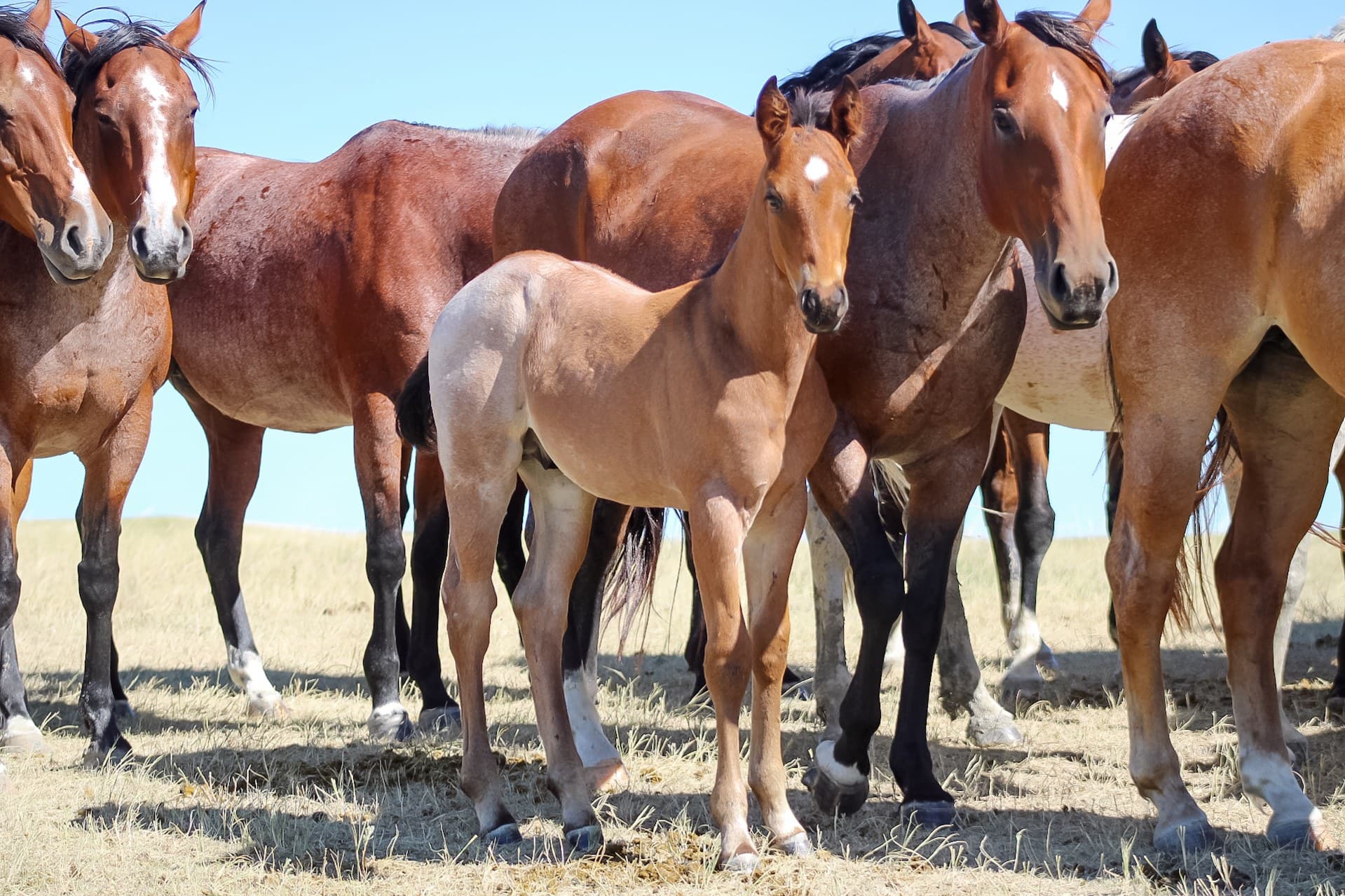 AQHA Pending - Image 1