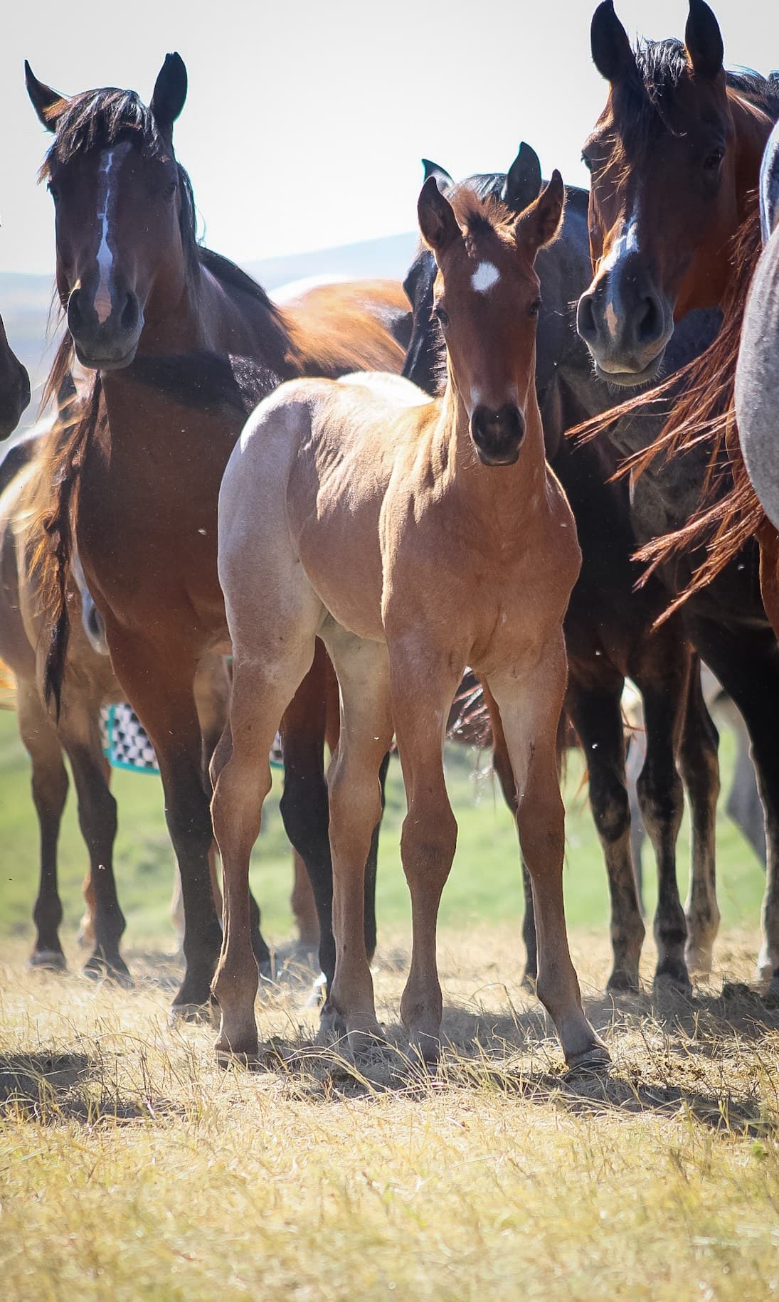 AQHA Pending - Image 2