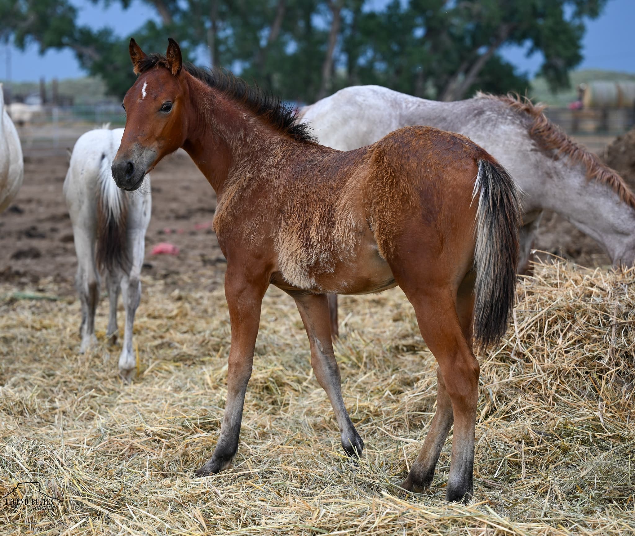 AQHA Pending - Image 1