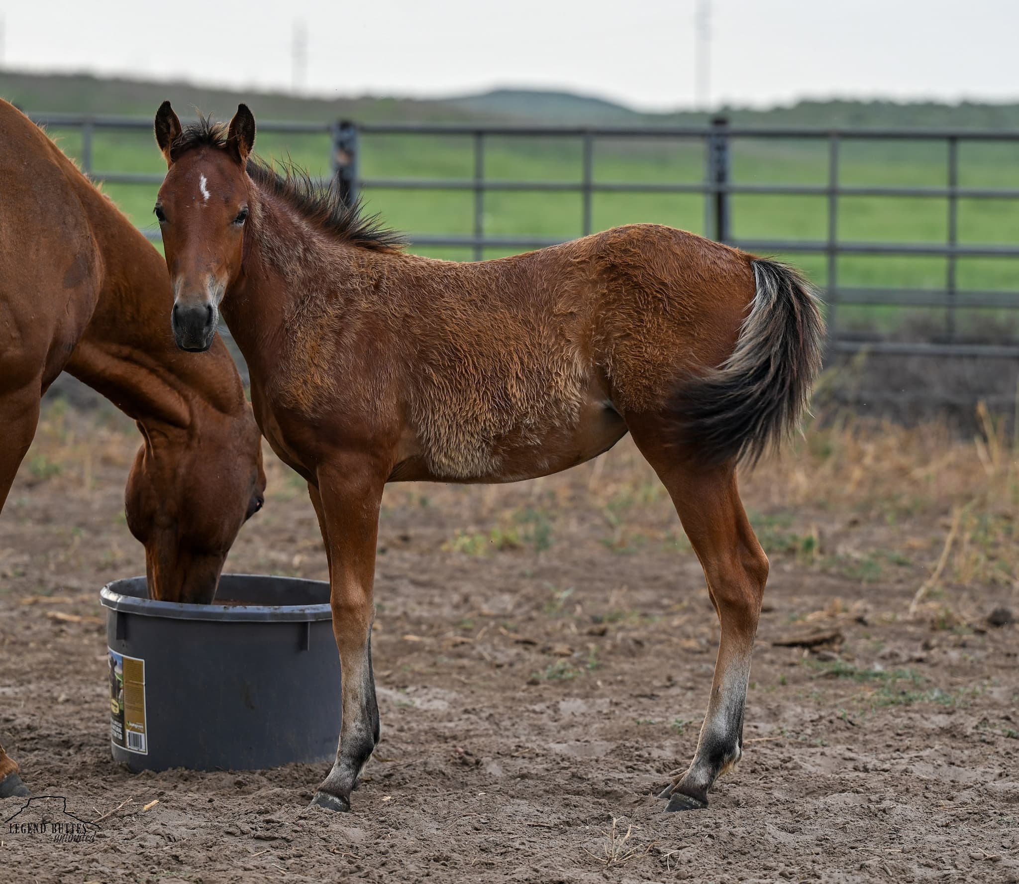 AQHA Pending - Image 2