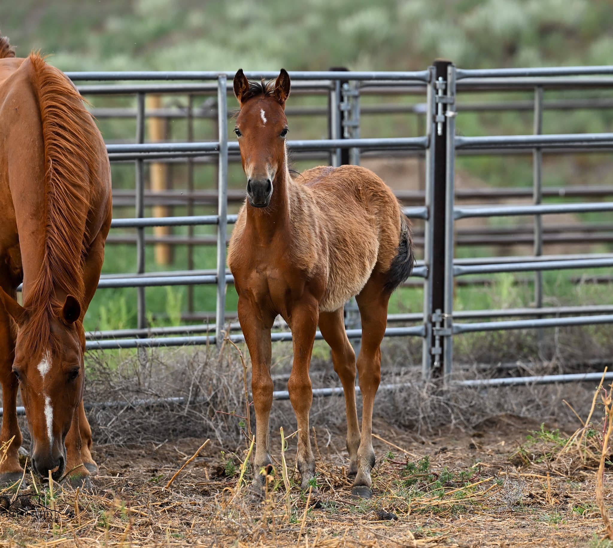 AQHA Pending - Image 3