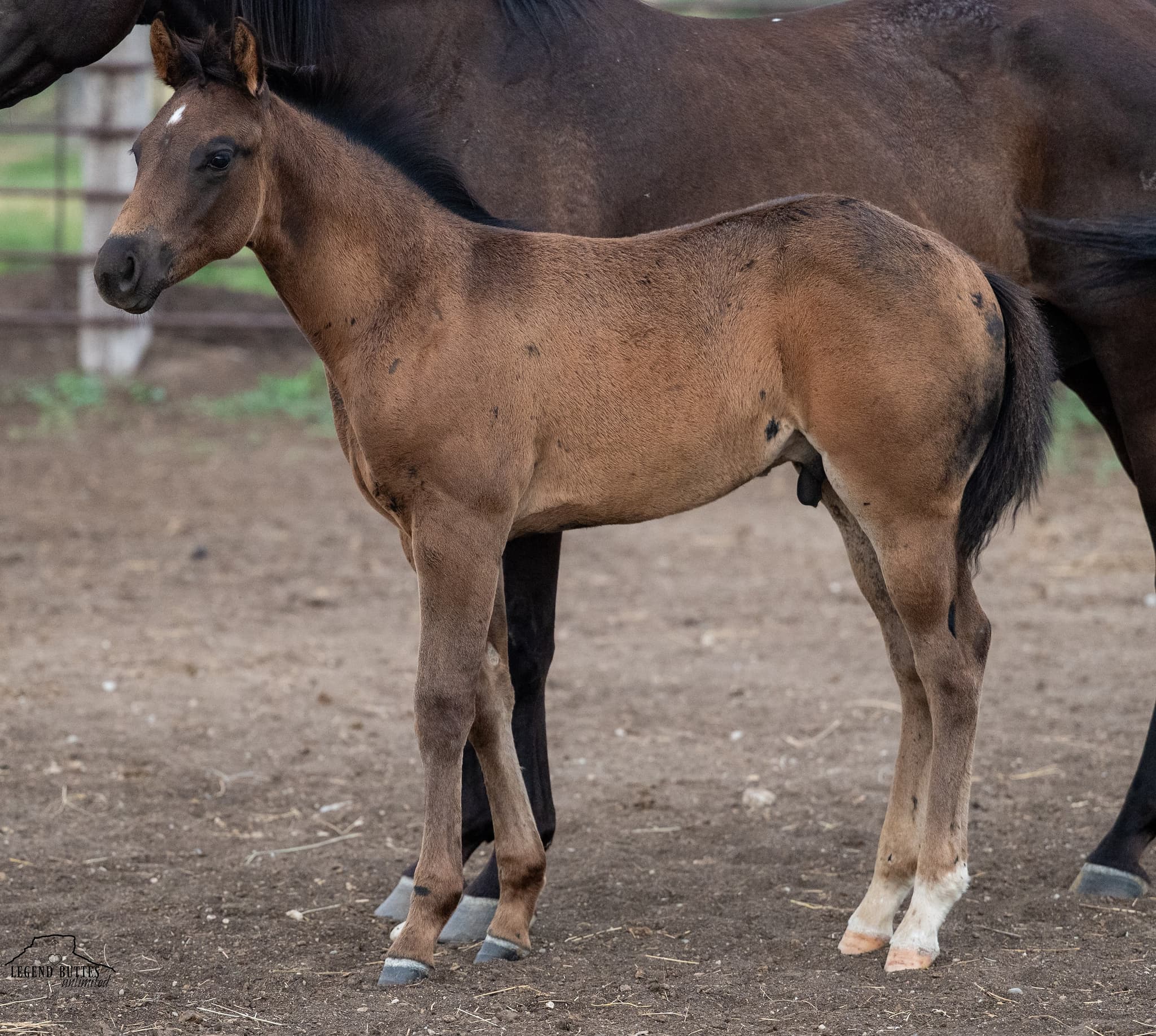 AQHA Pending - Image 3