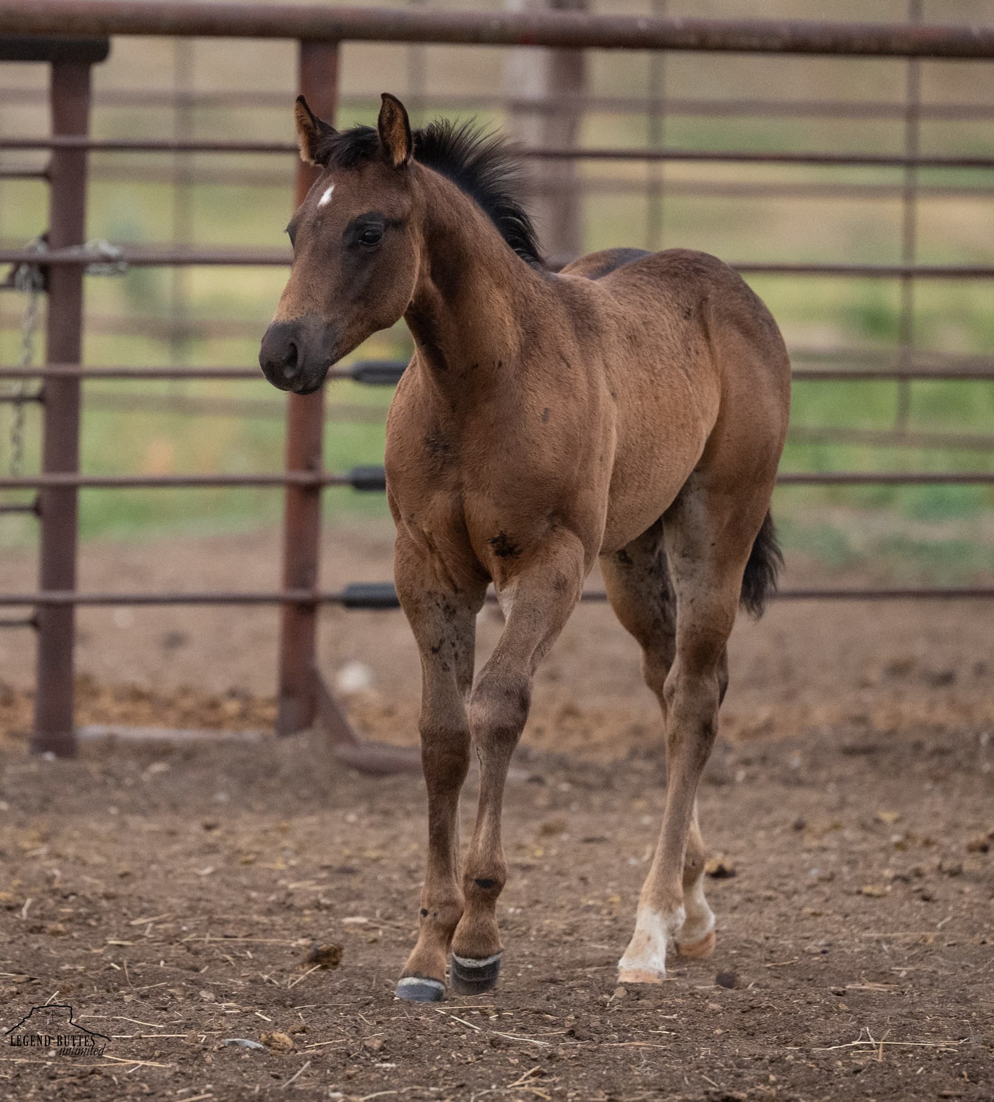 AQHA Pending - Image 2
