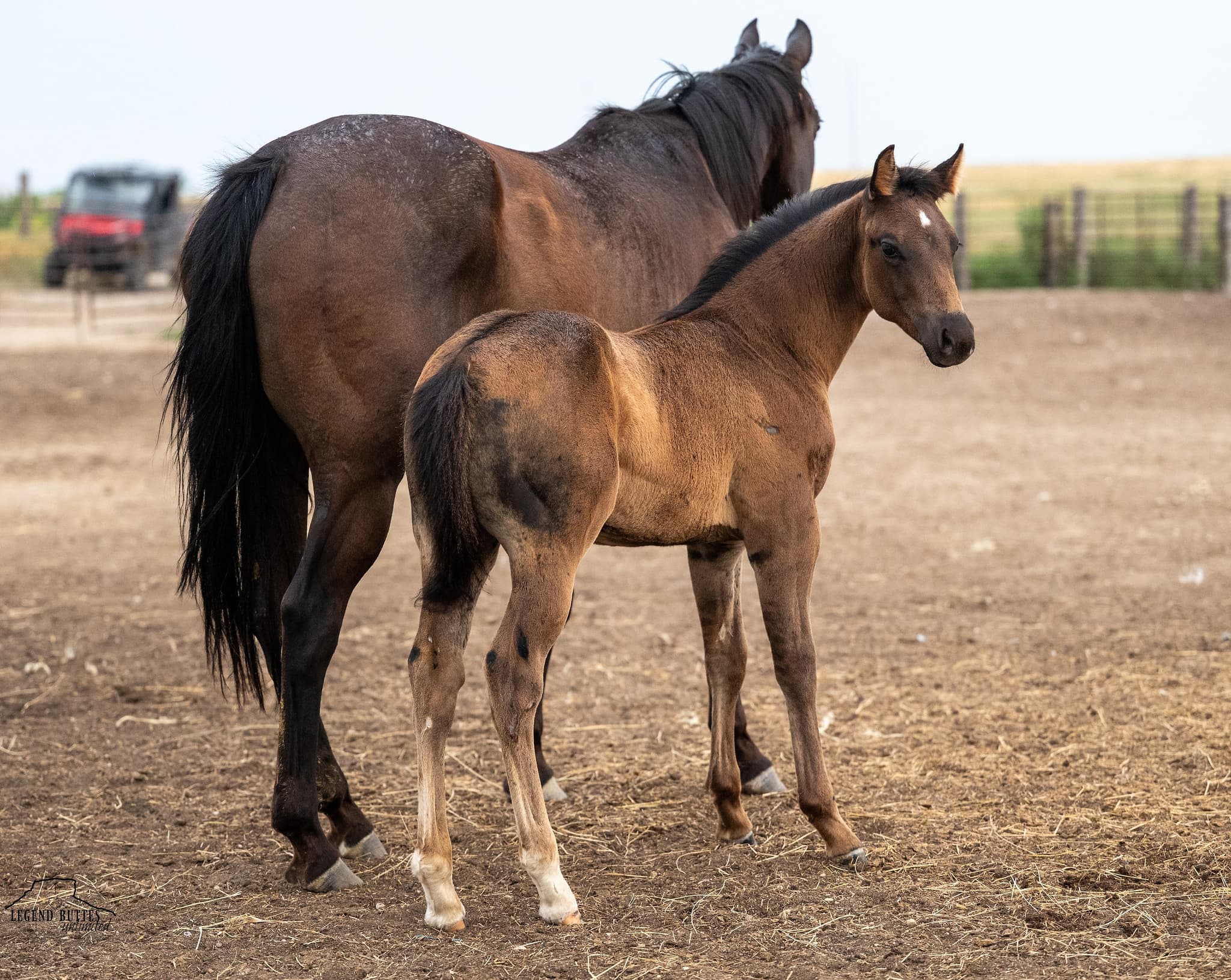 AQHA Pending - Image 1