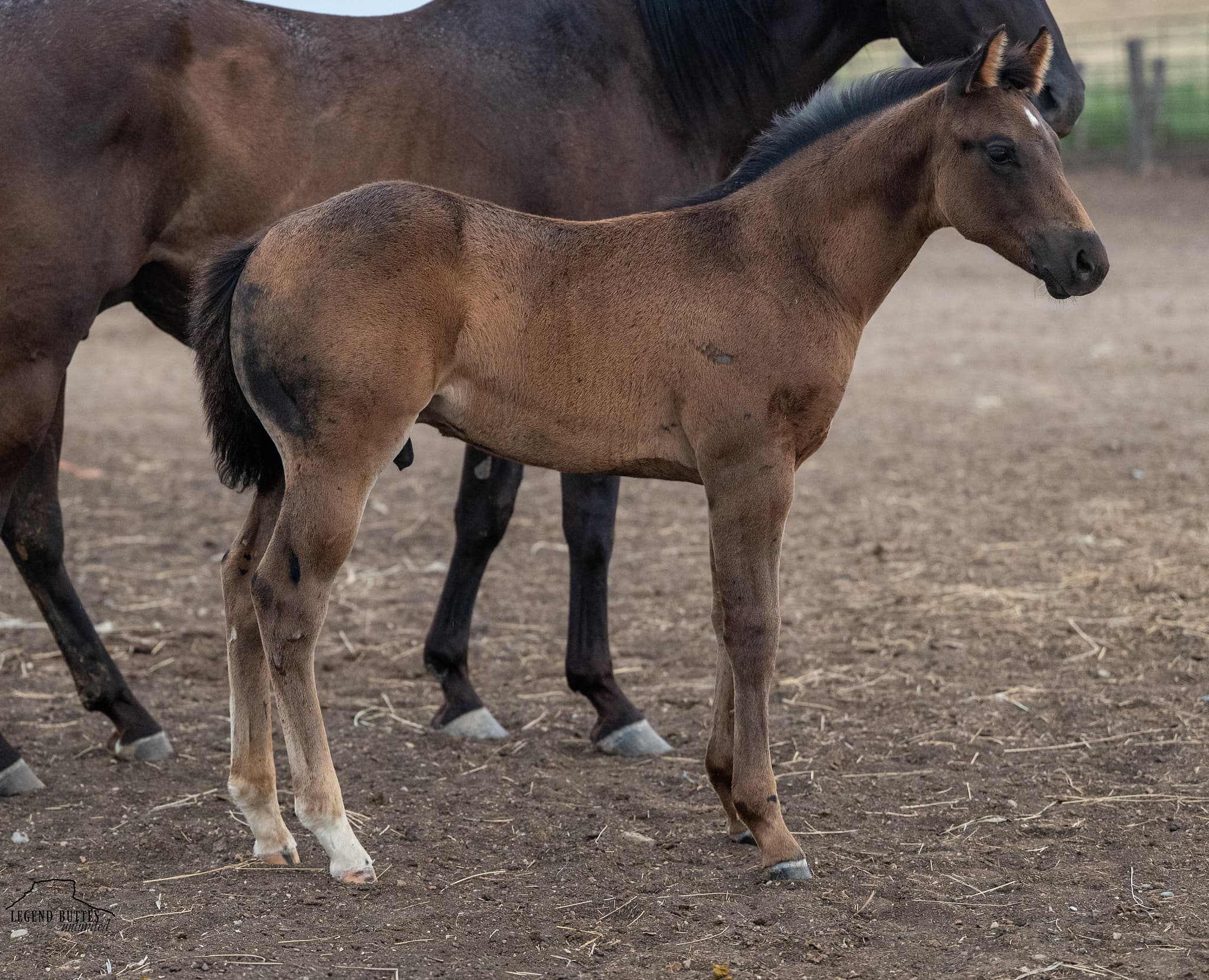 AQHA Pending - Image 4