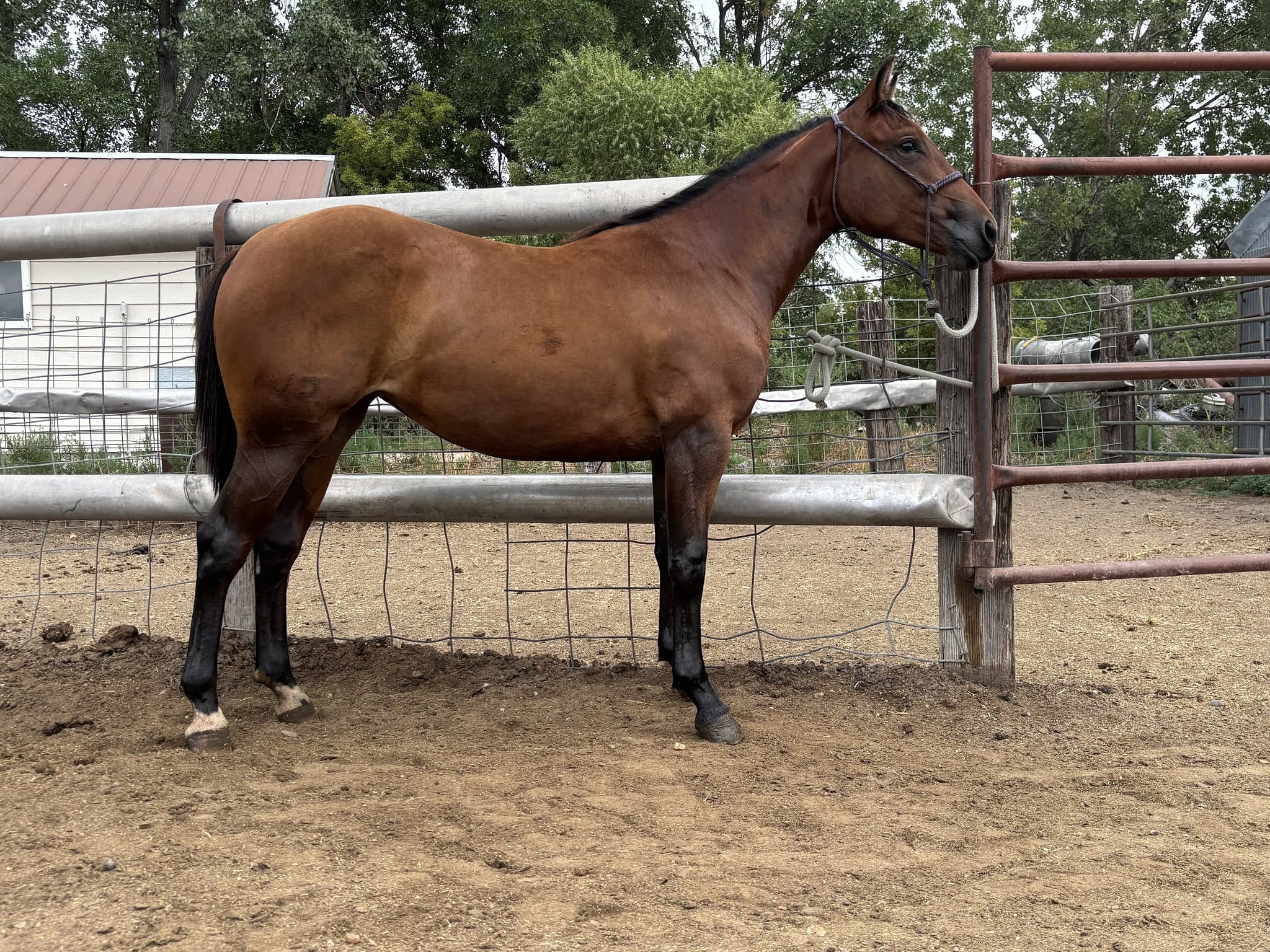 STRAIT SMART JEWEL - Image 1