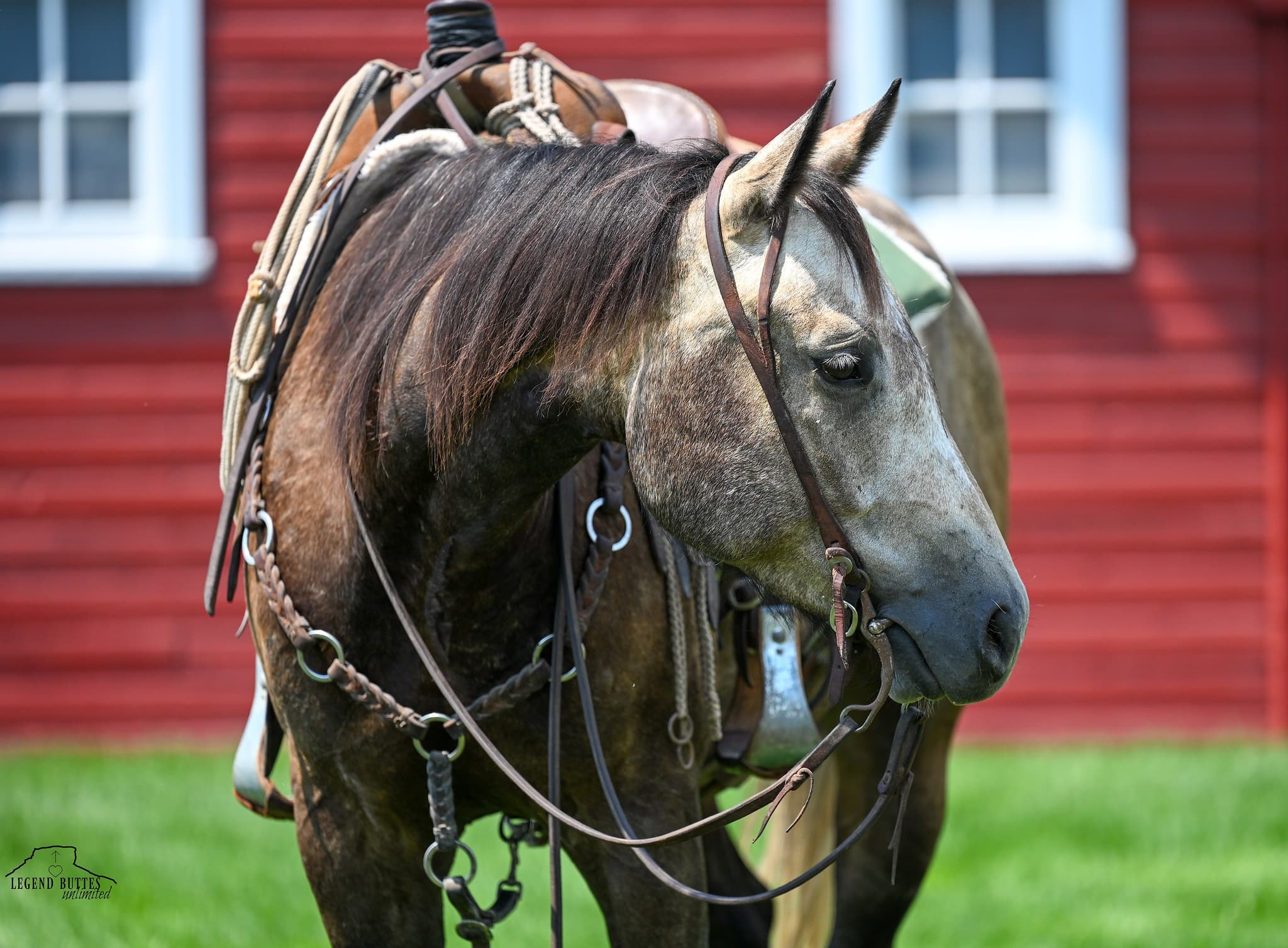 JCI NATURAL BUCKAROO - Image 9