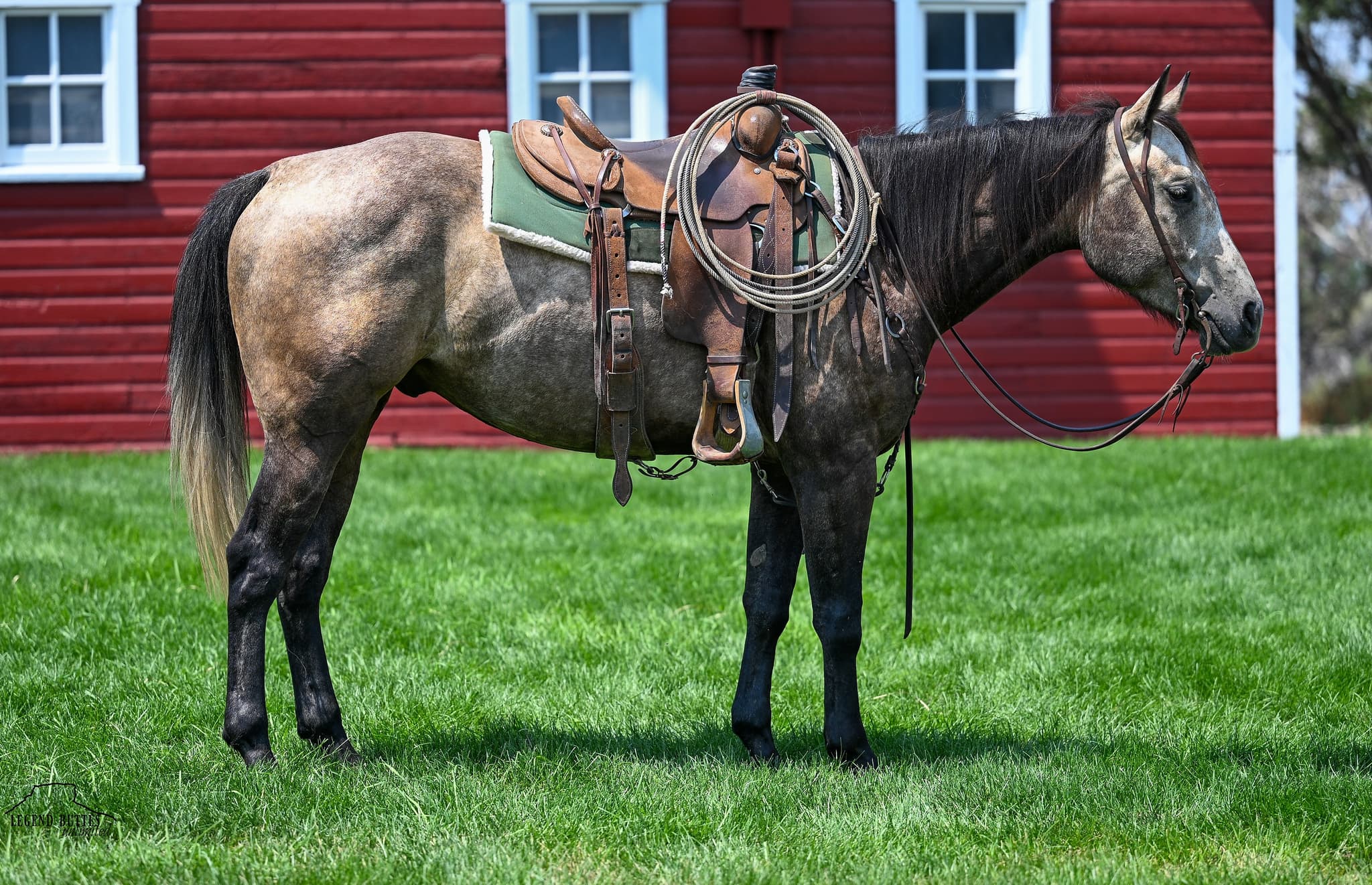 JCI NATURAL BUCKAROO - Image 1