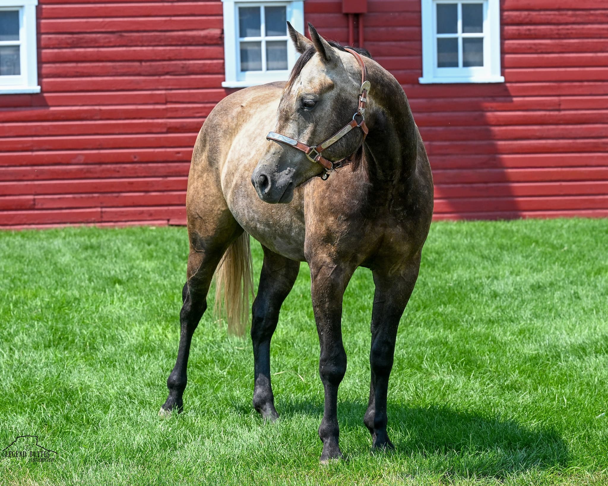 JCI NATURAL BUCKAROO - Image 11