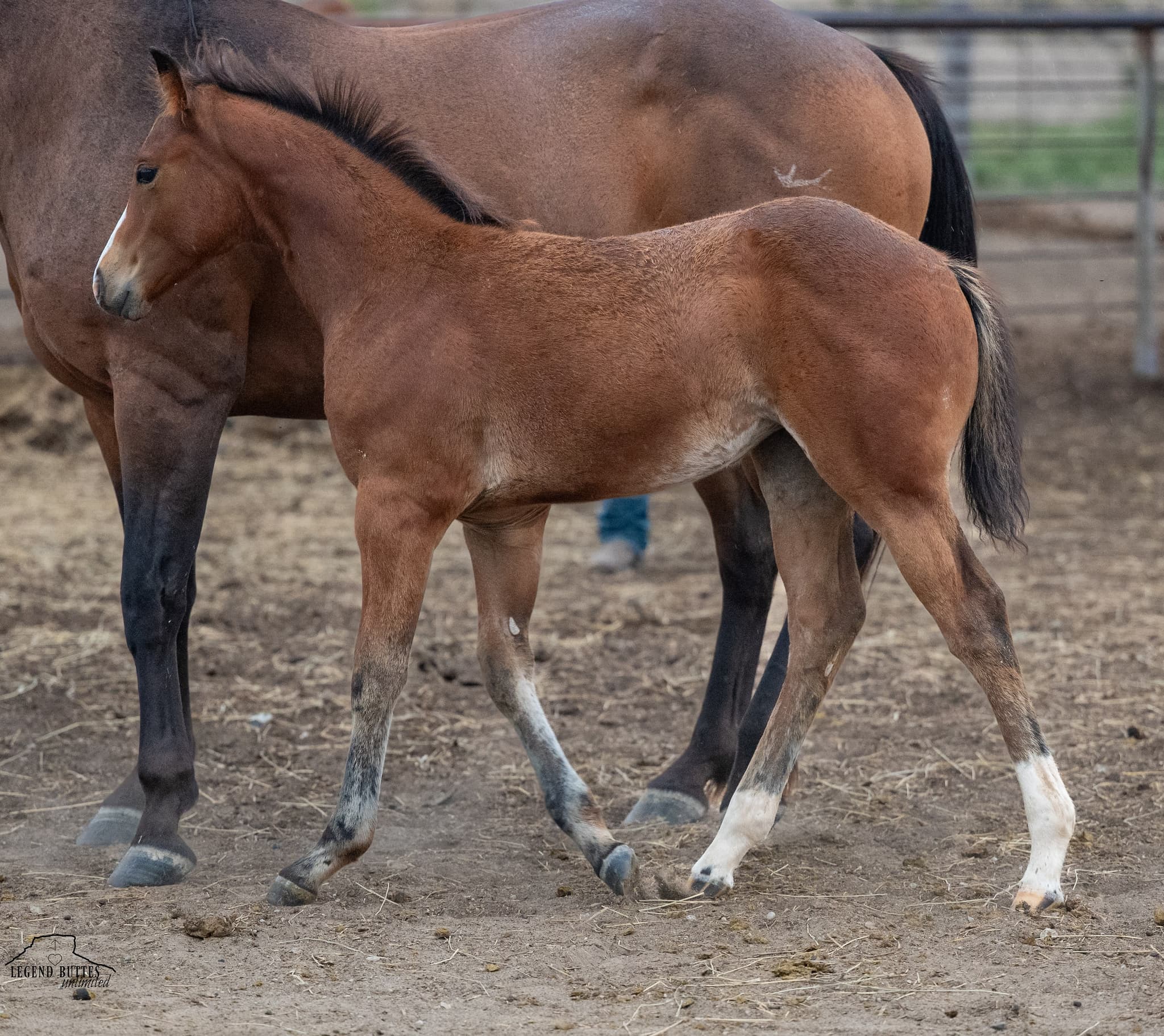 AQHA Pending - Image 1