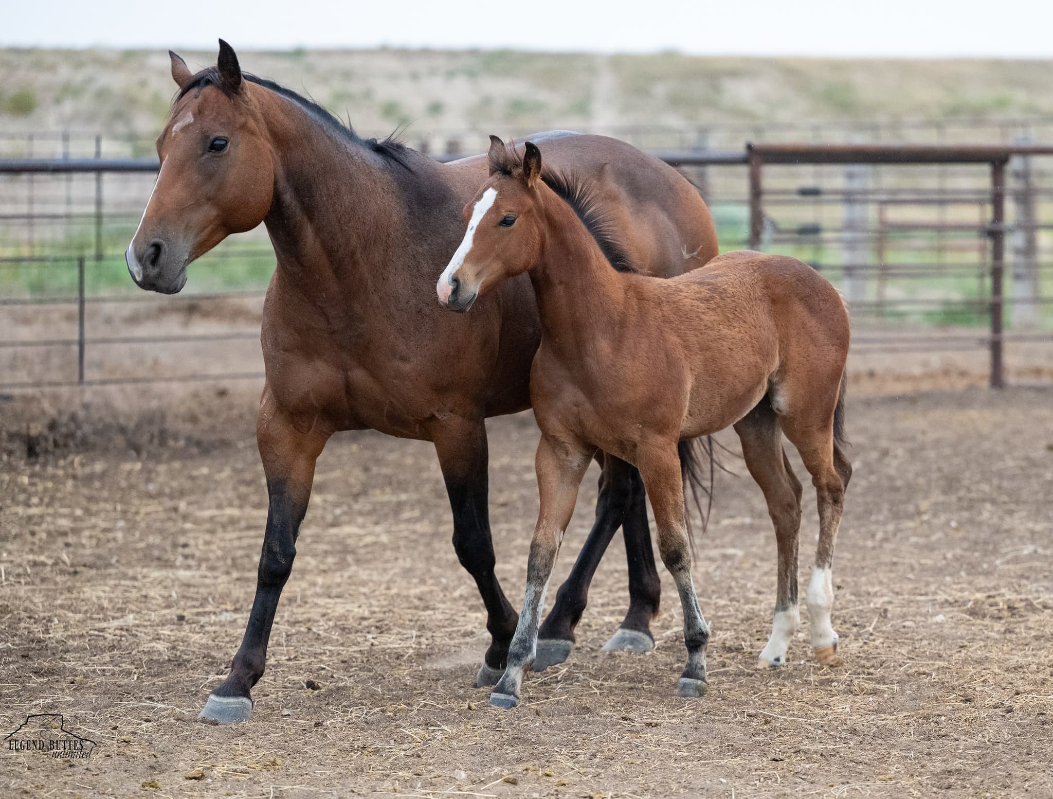 AQHA Pending - Image 3