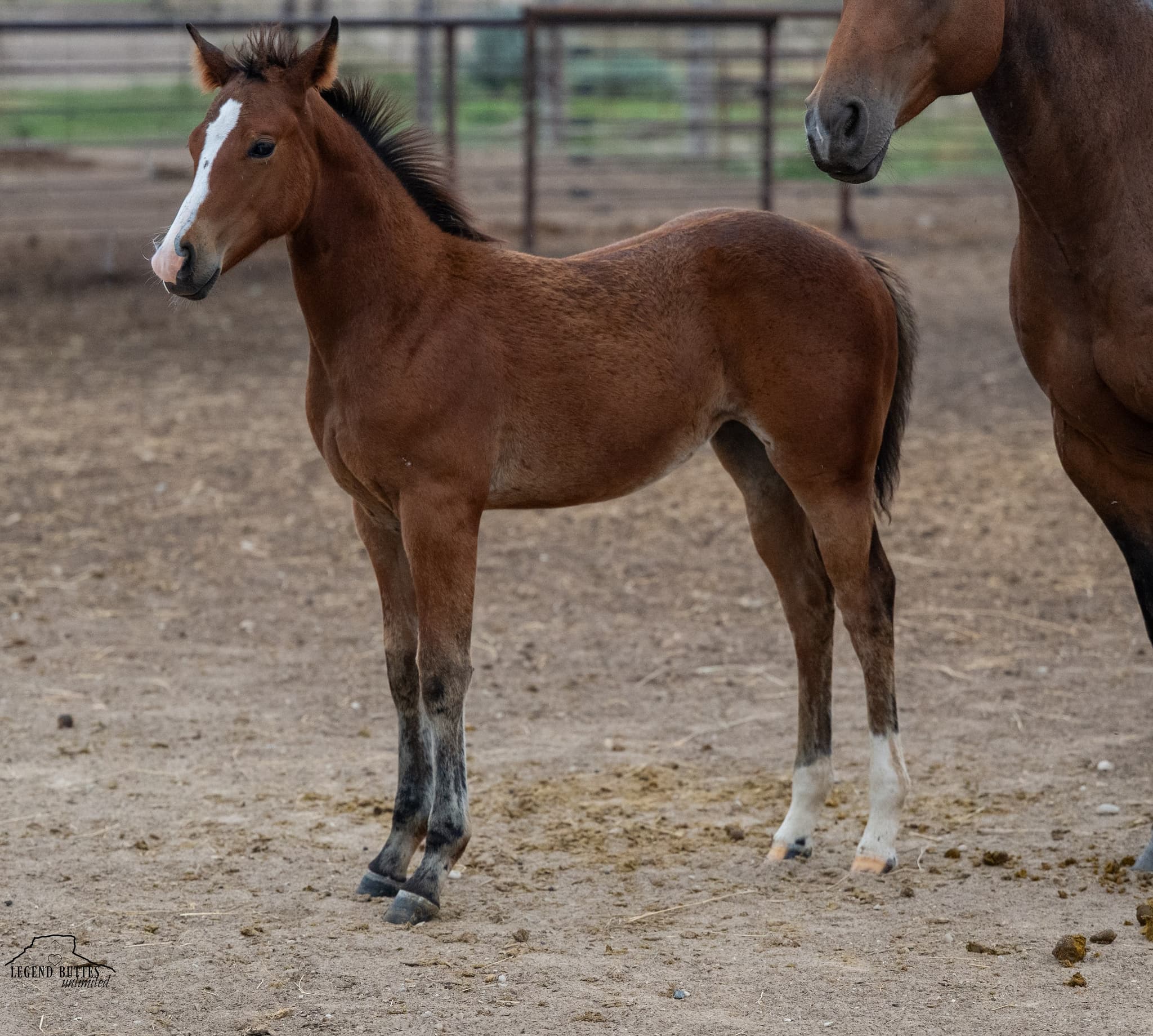 AQHA Pending - Image 2