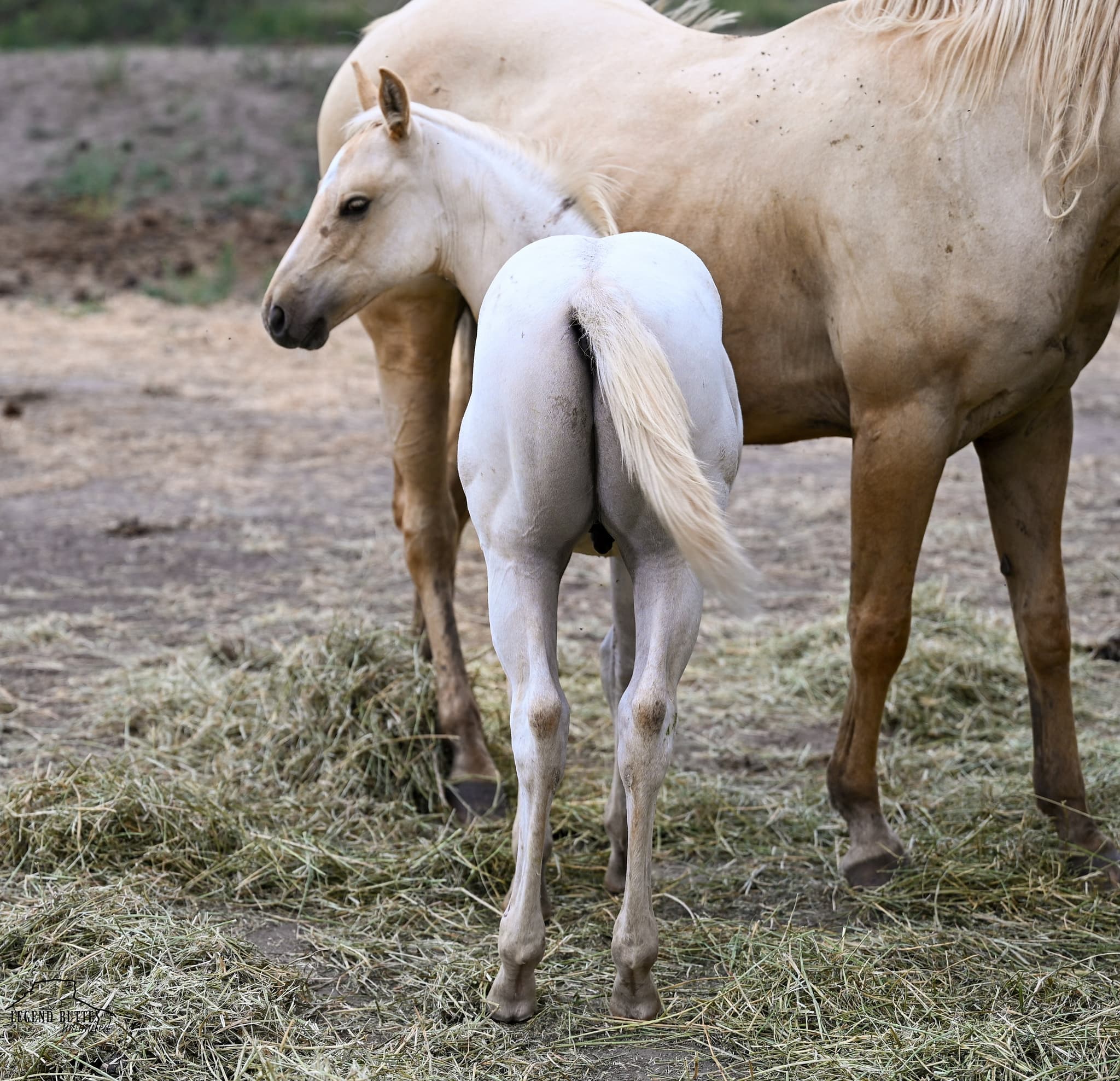 AQHA Pending - Image 2