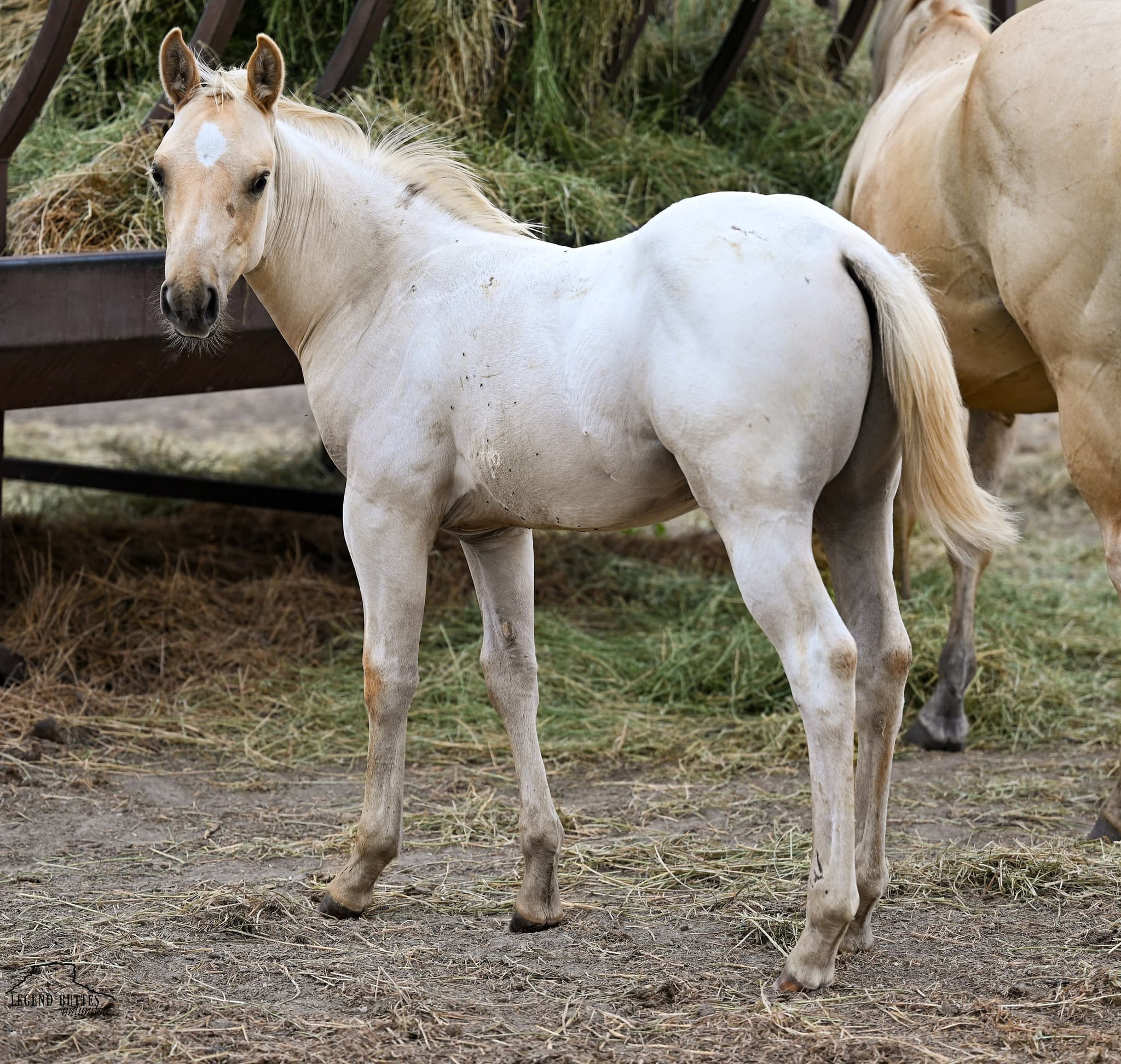 AQHA Pending - Image 1