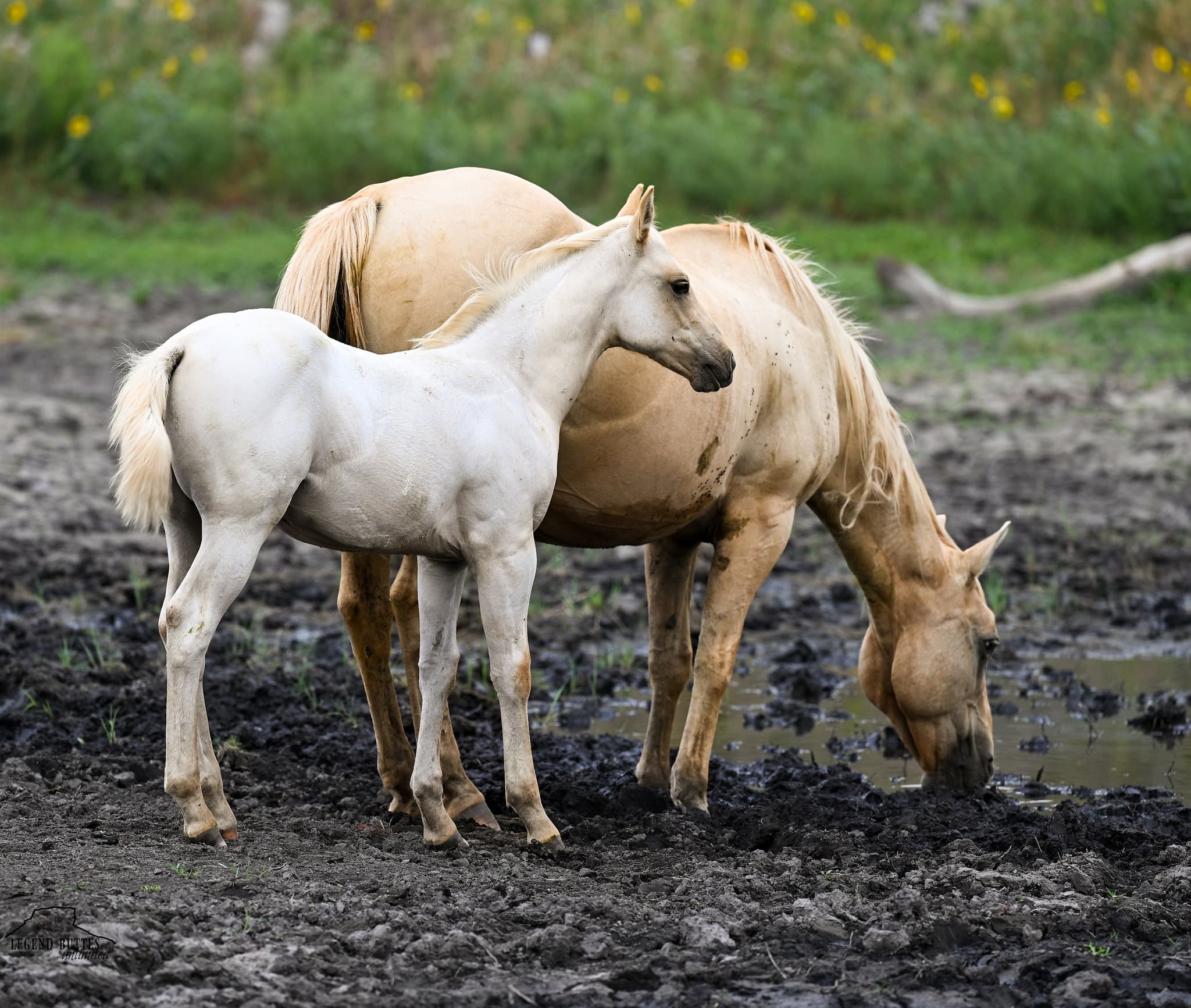 AQHA Pending - Image 8