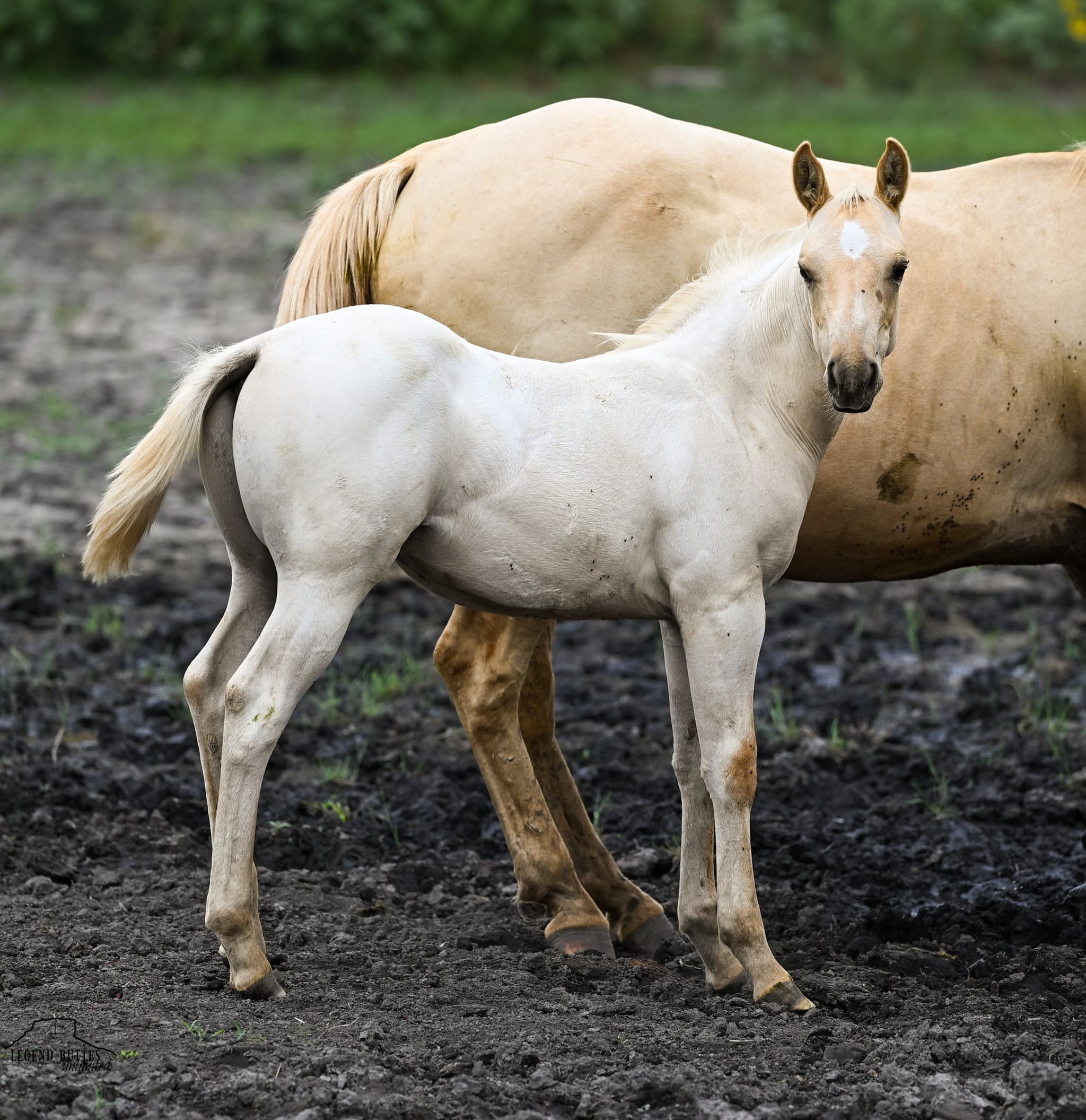 AQHA Pending - Image 9