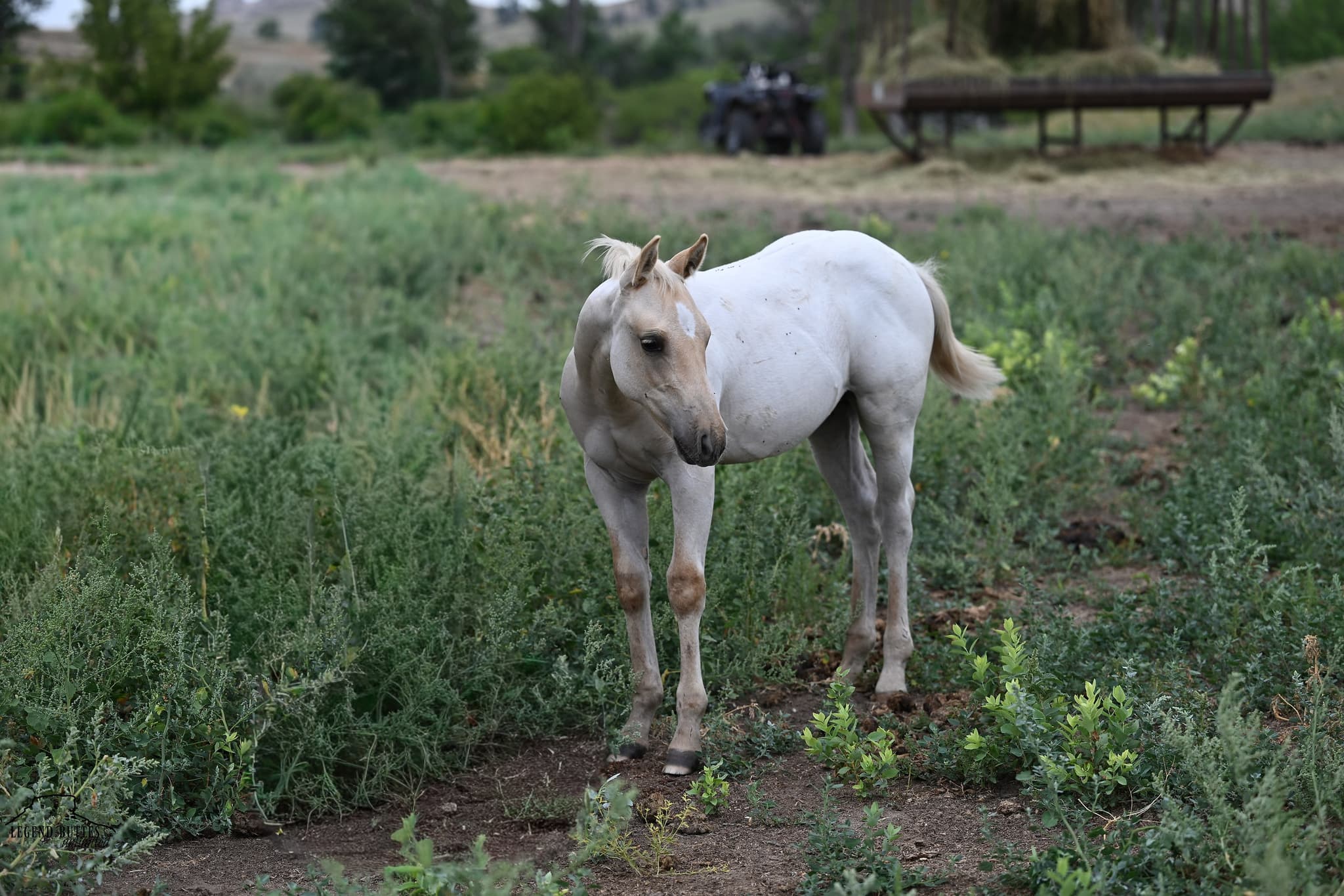AQHA Pending - Image 5