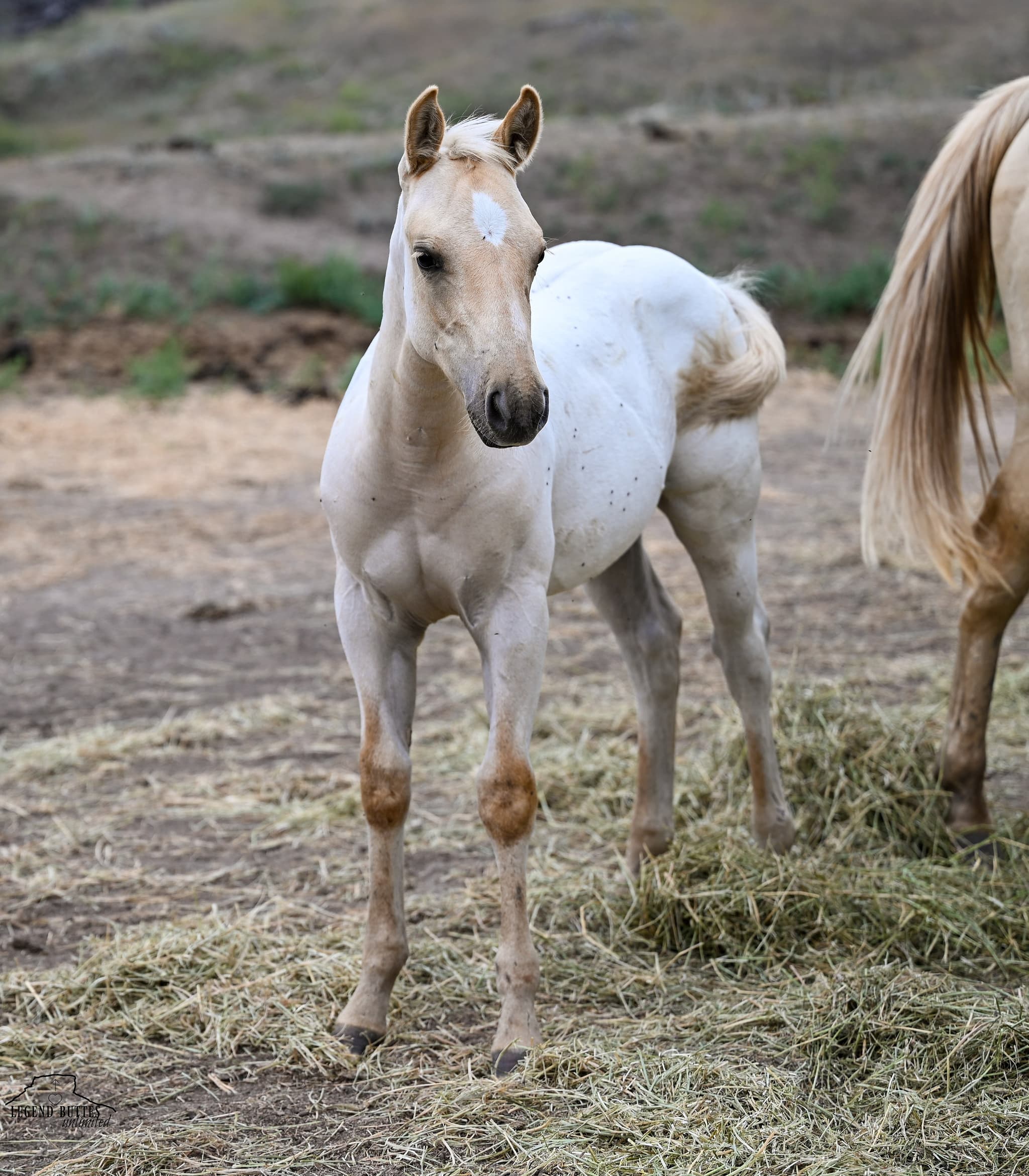 AQHA Pending - Image 3