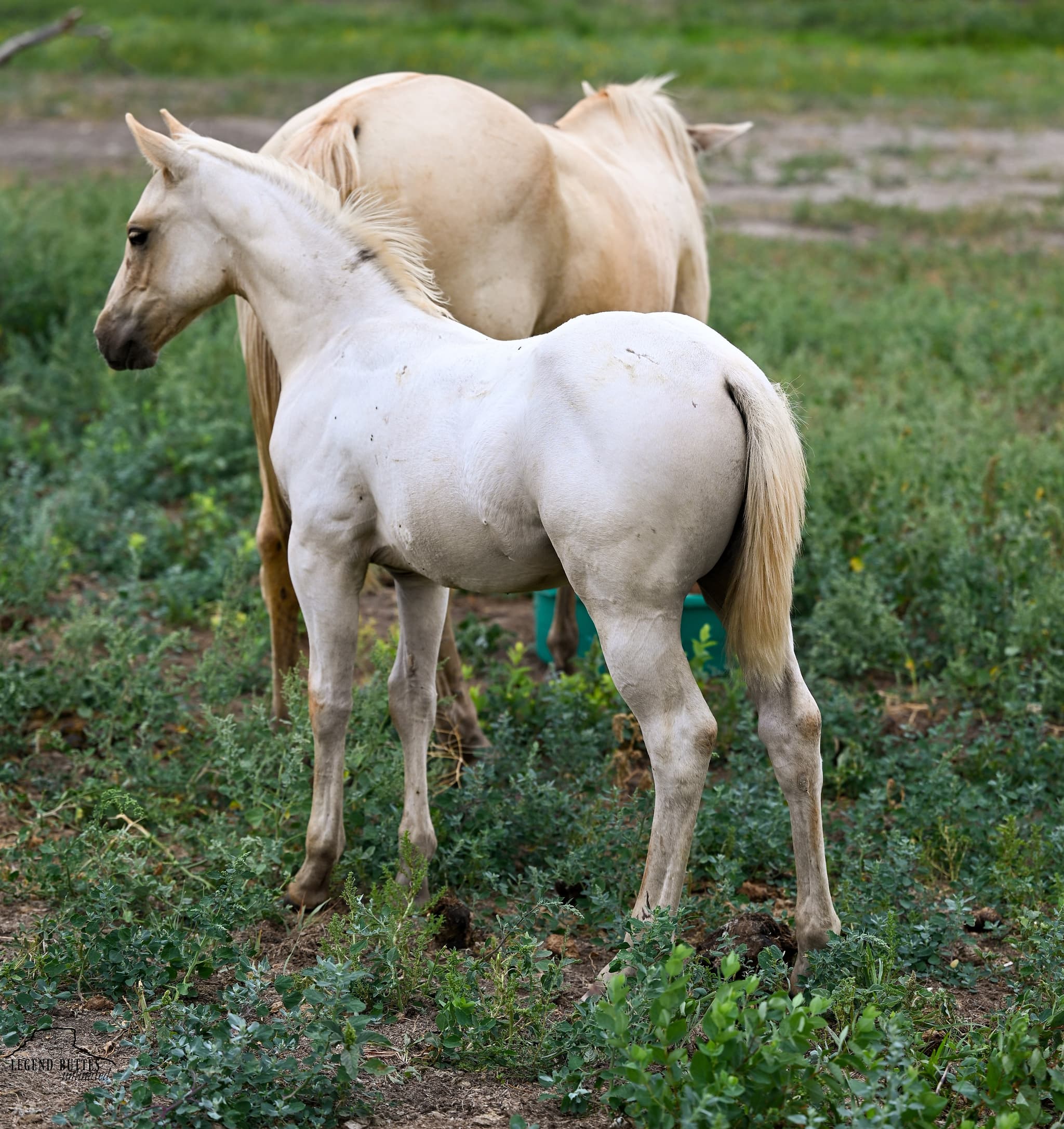 AQHA Pending - Image 6