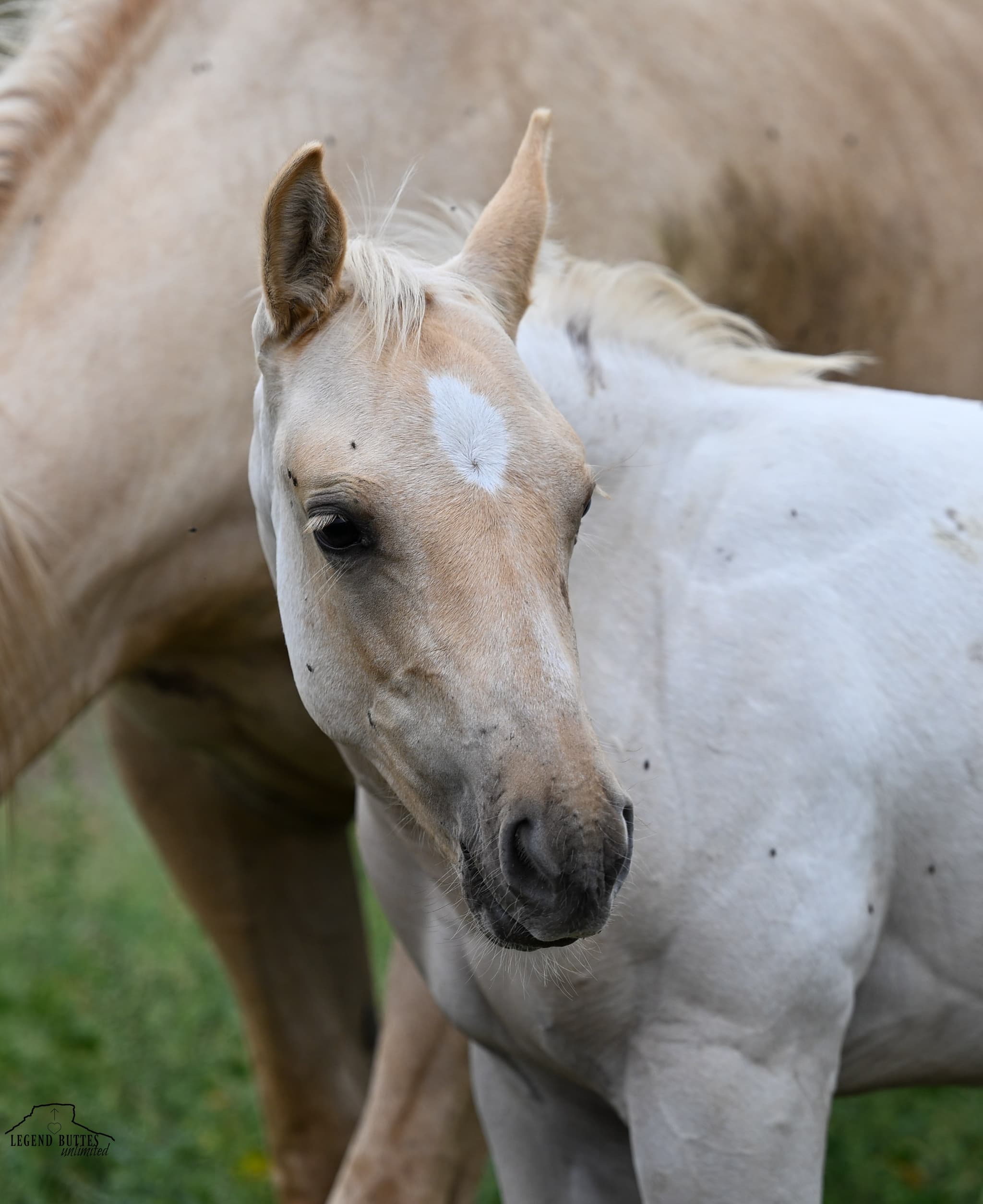 AQHA Pending - Image 4