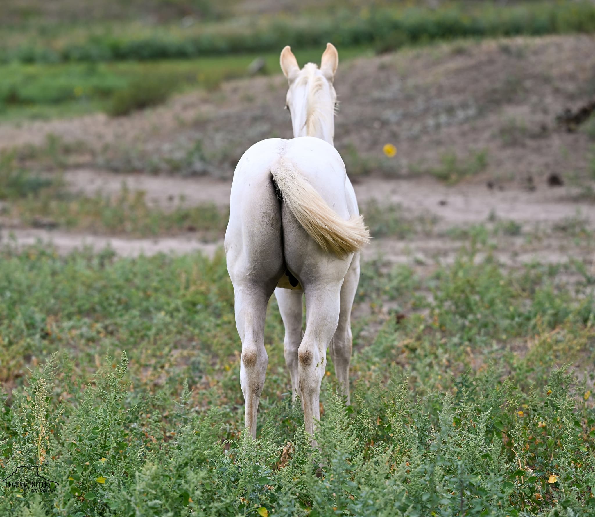 AQHA Pending - Image 7