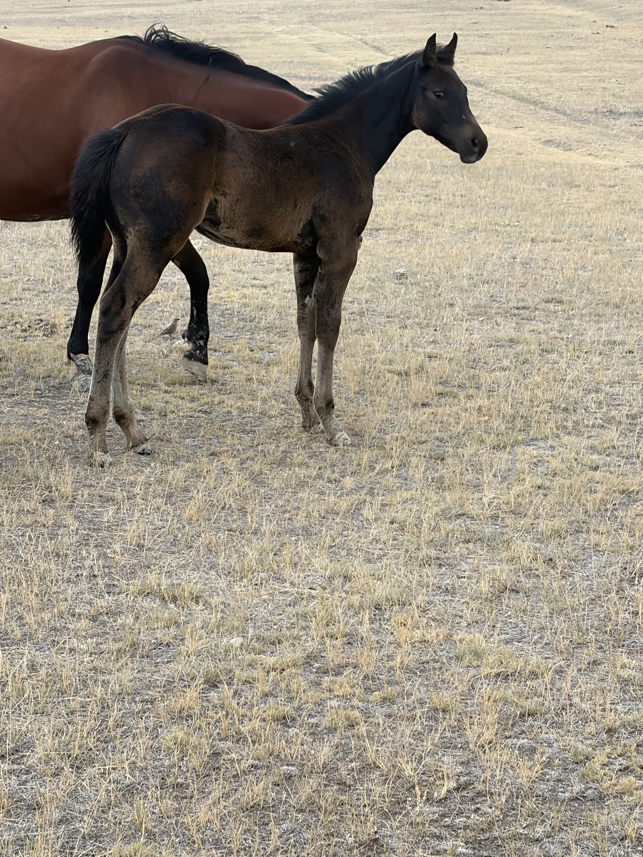 AQHA Pending - Image 1