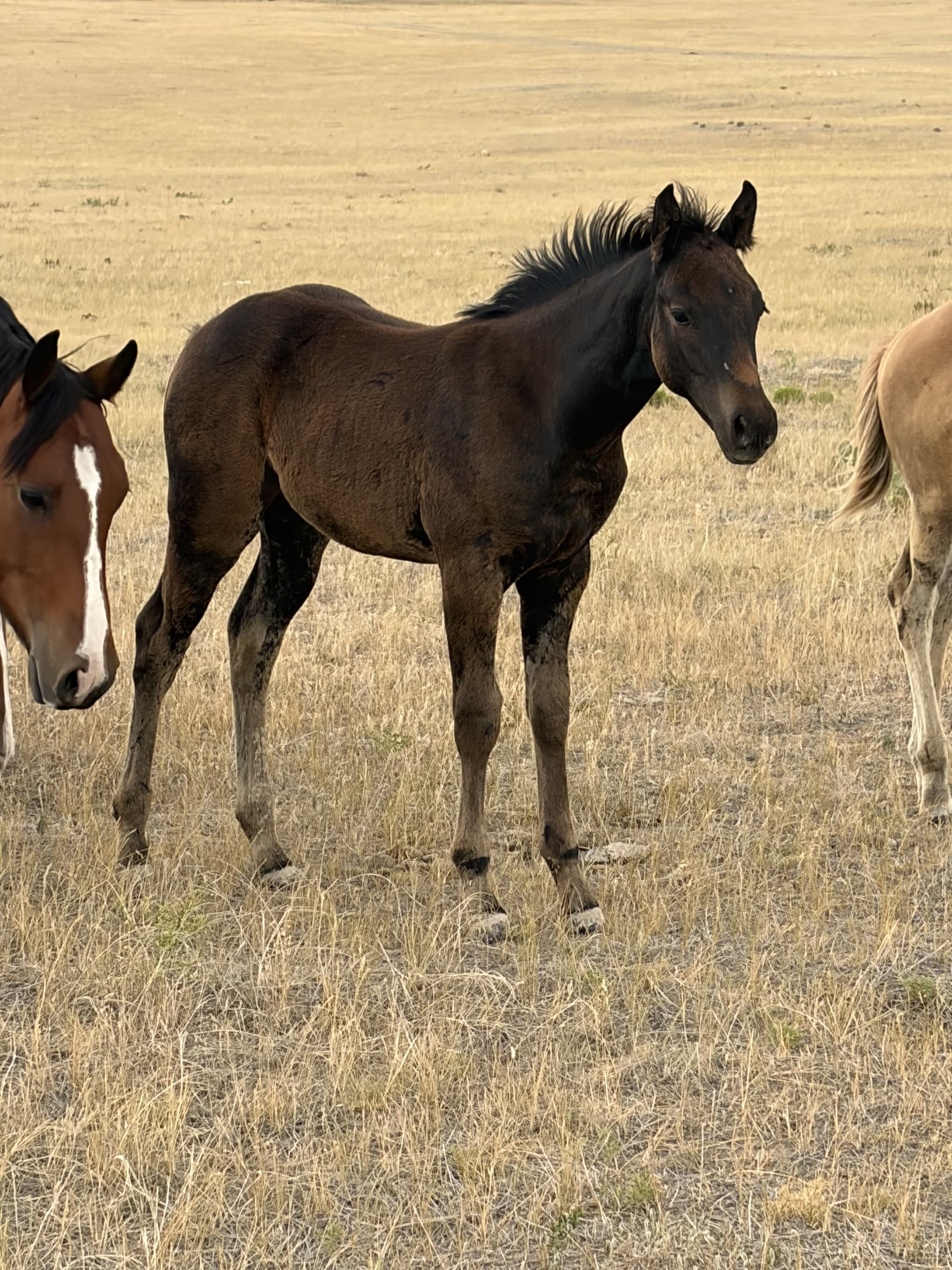 AQHA Pending - Image 2