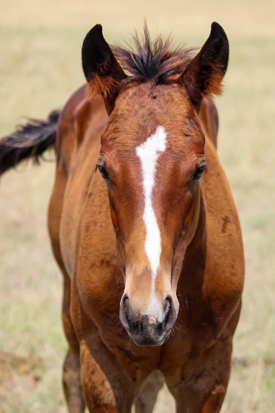 AQHA Pending - Image 4