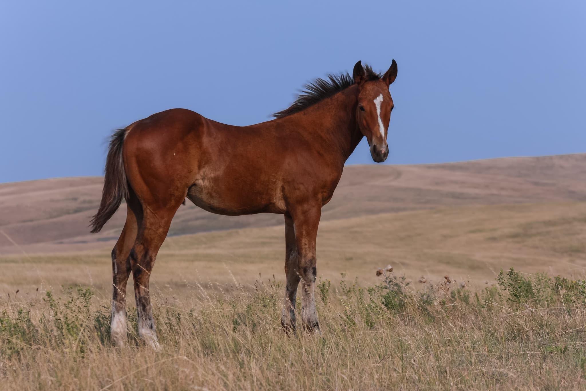 AQHA Pending - Image 1