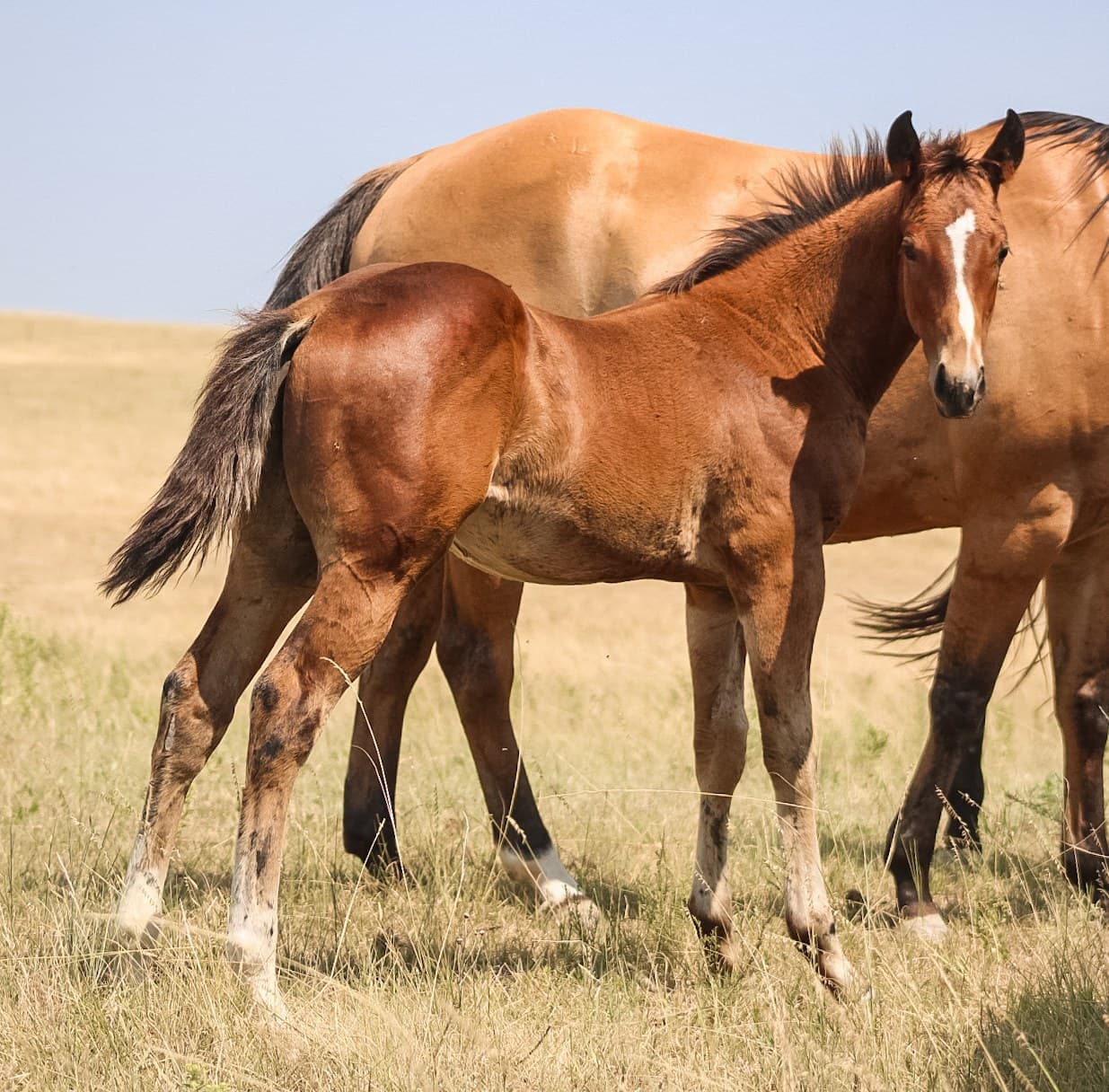 AQHA Pending - Image 2