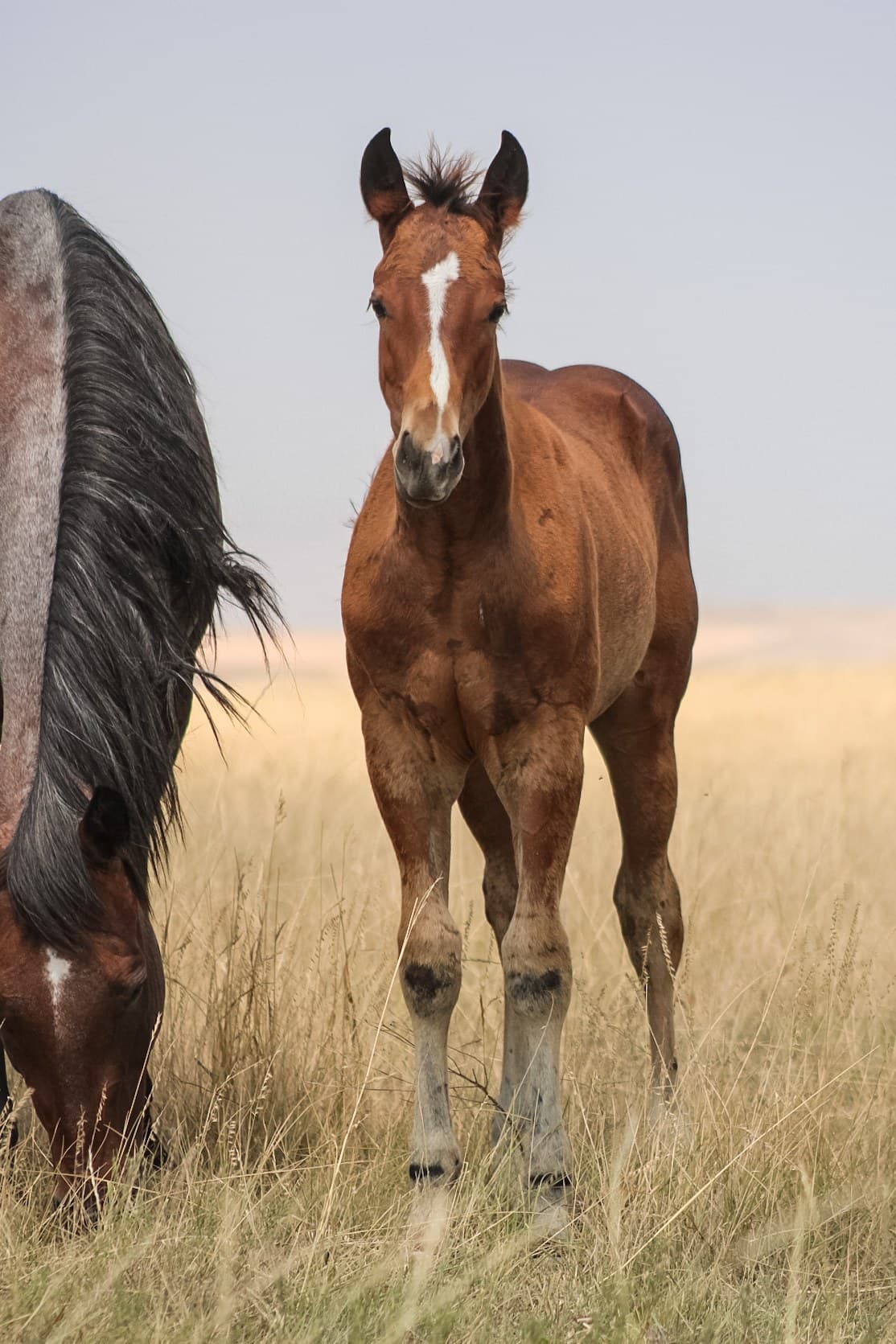 AQHA Pending - Image 3