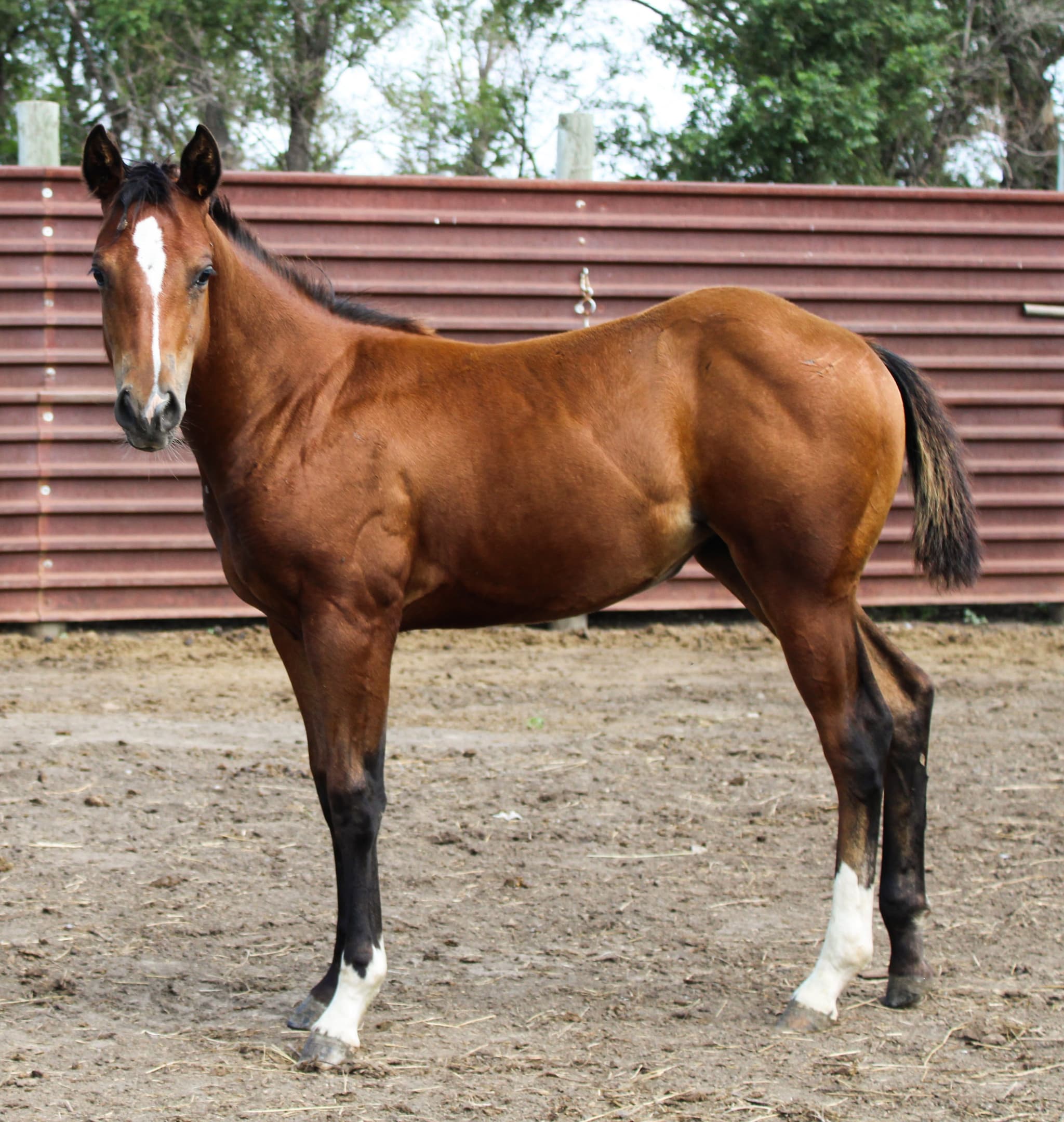 AQHA Pending - Image 1