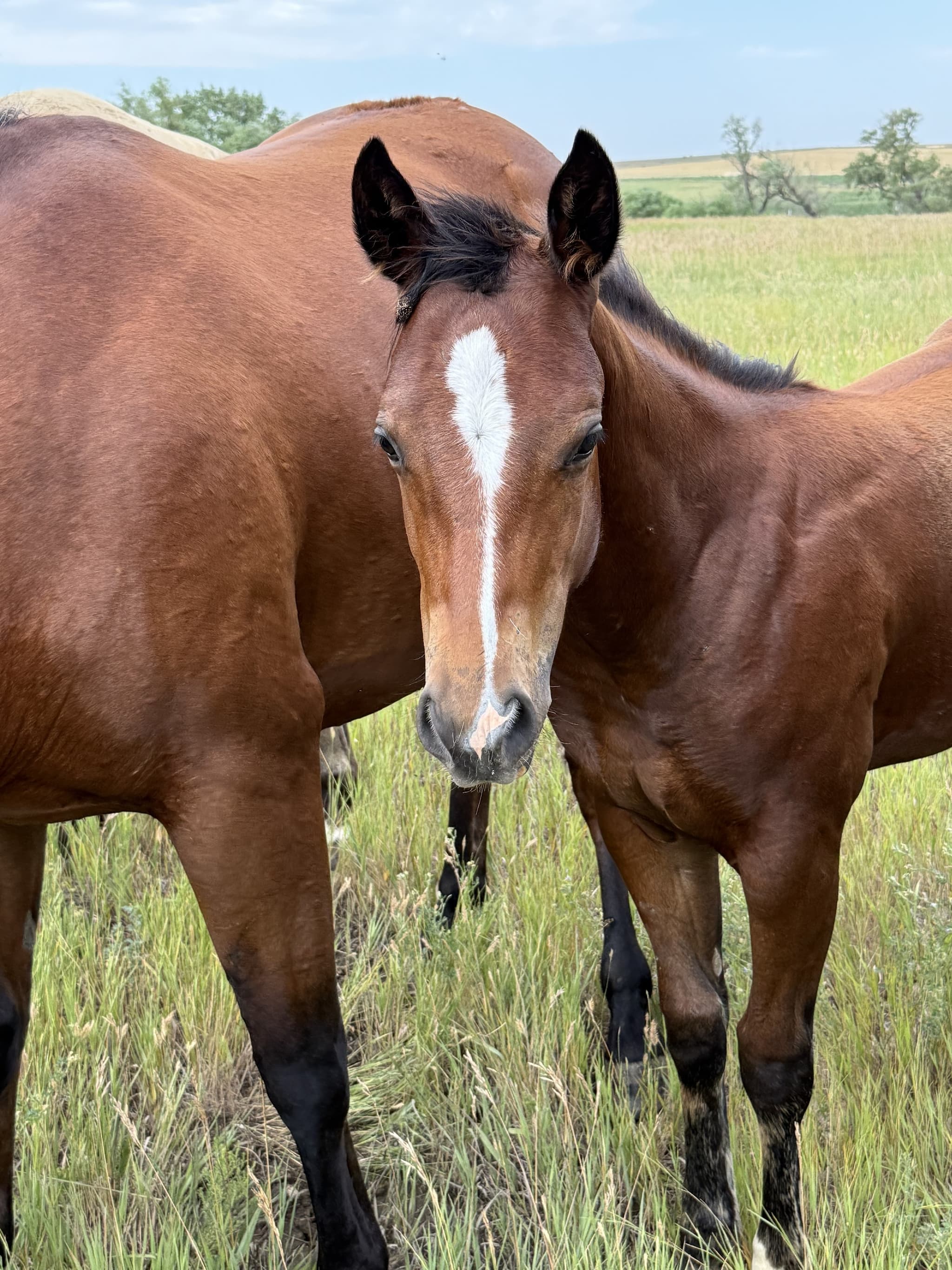 AQHA Pending - Image 4