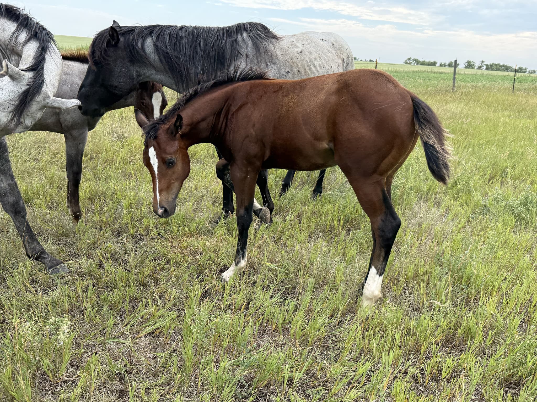AQHA Pending - Image 5