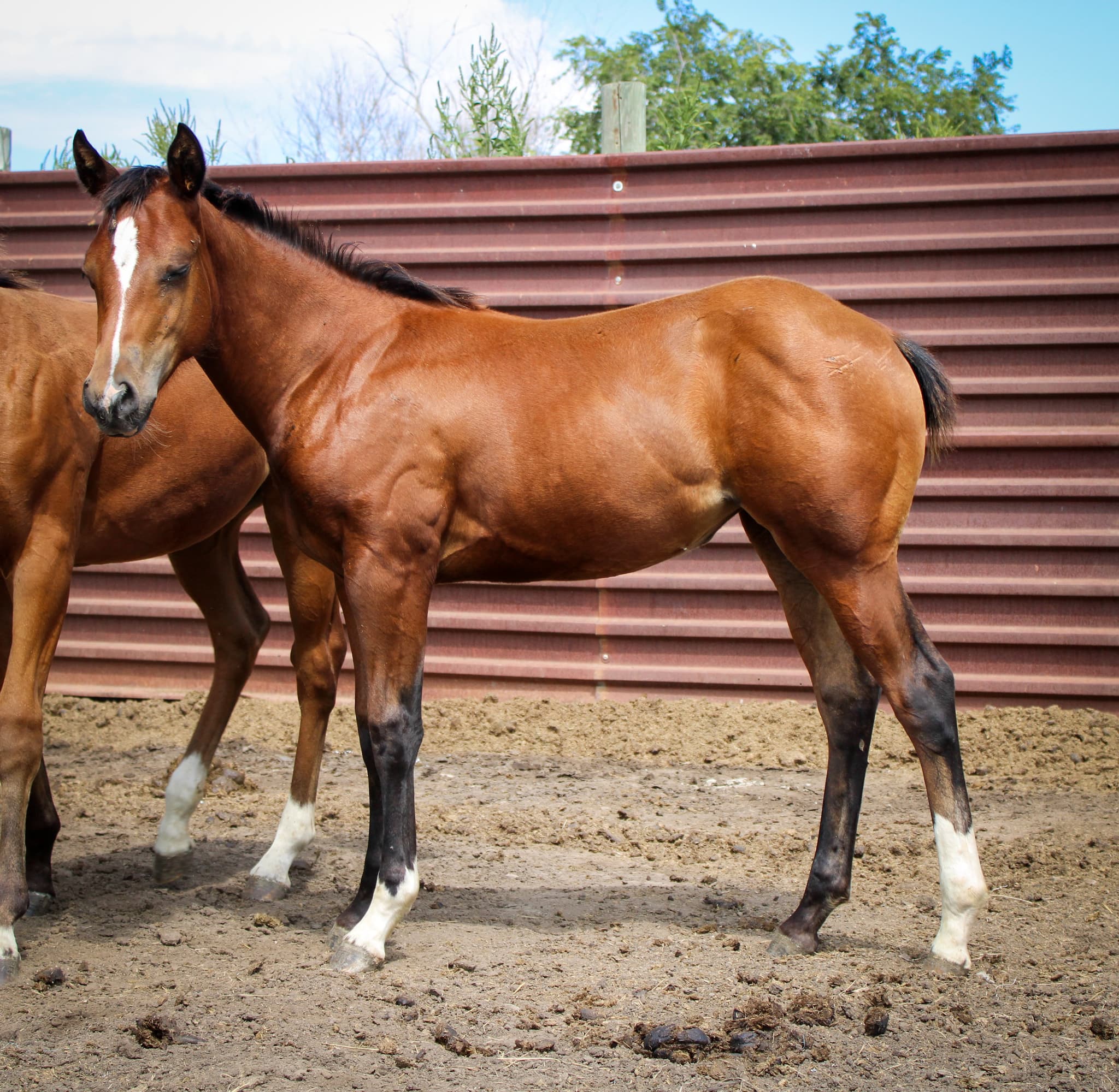 AQHA Pending - Image 3