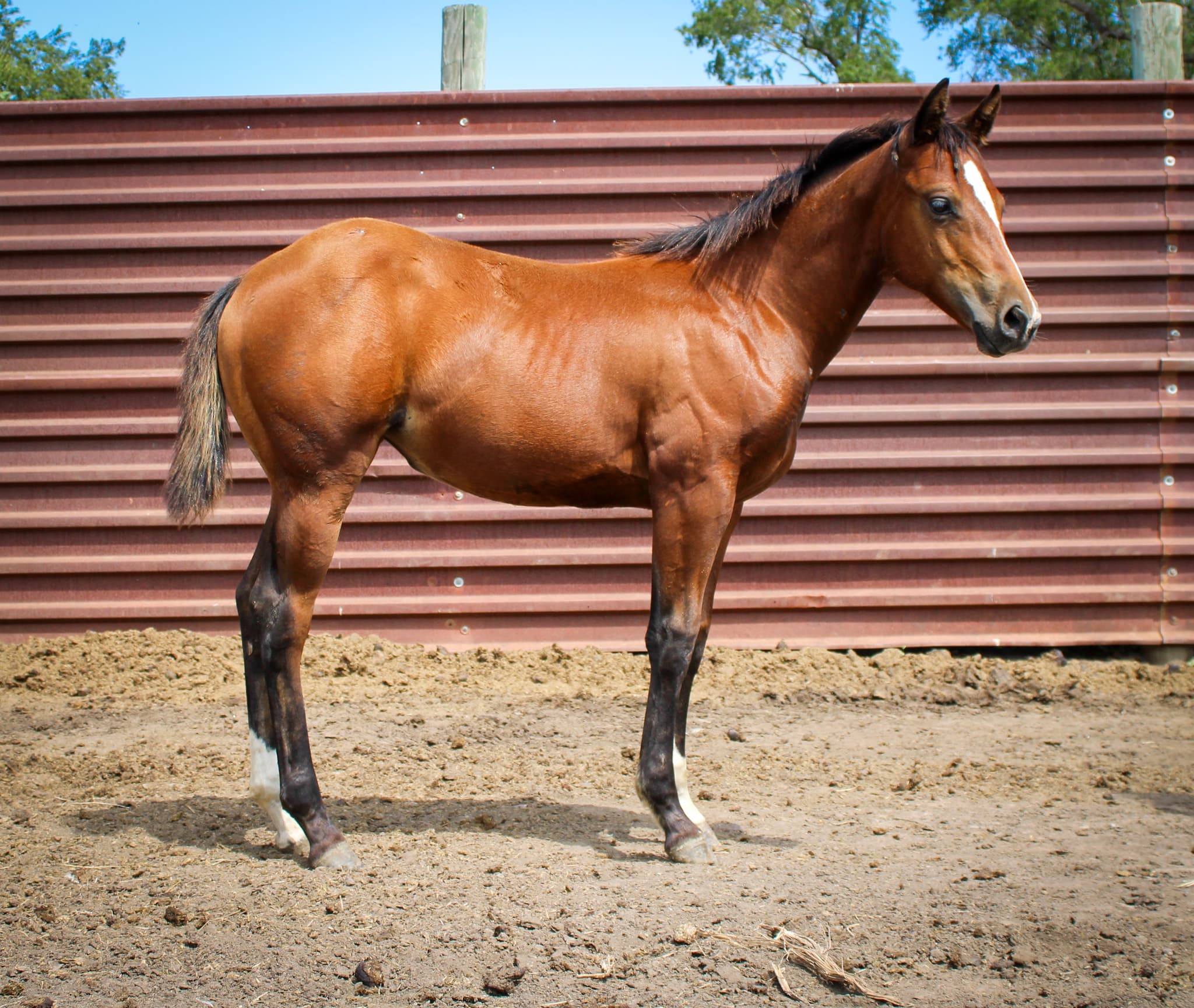 AQHA Pending - Image 2