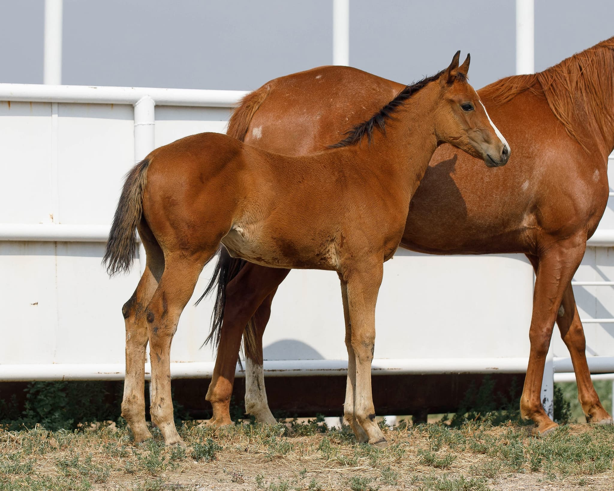 TPS WHISKEY STREAKIN - Image 1