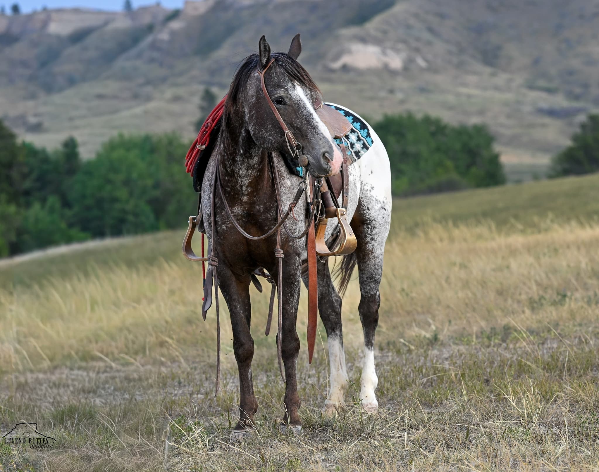 MR. DIBBLES - Image 5