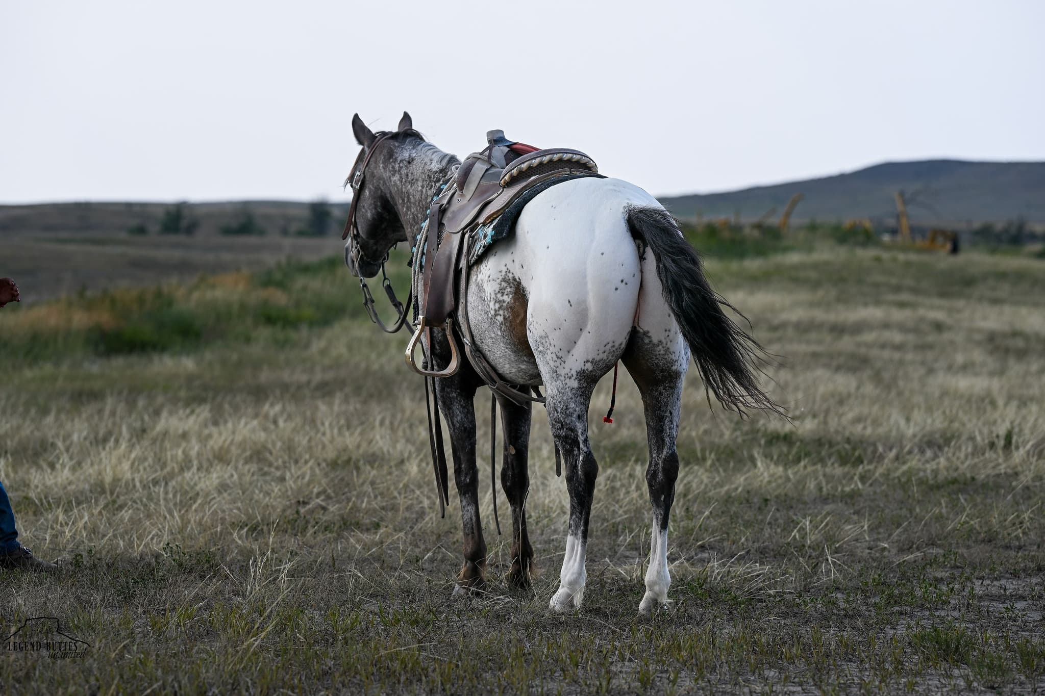 MR. DIBBLES - Image 7