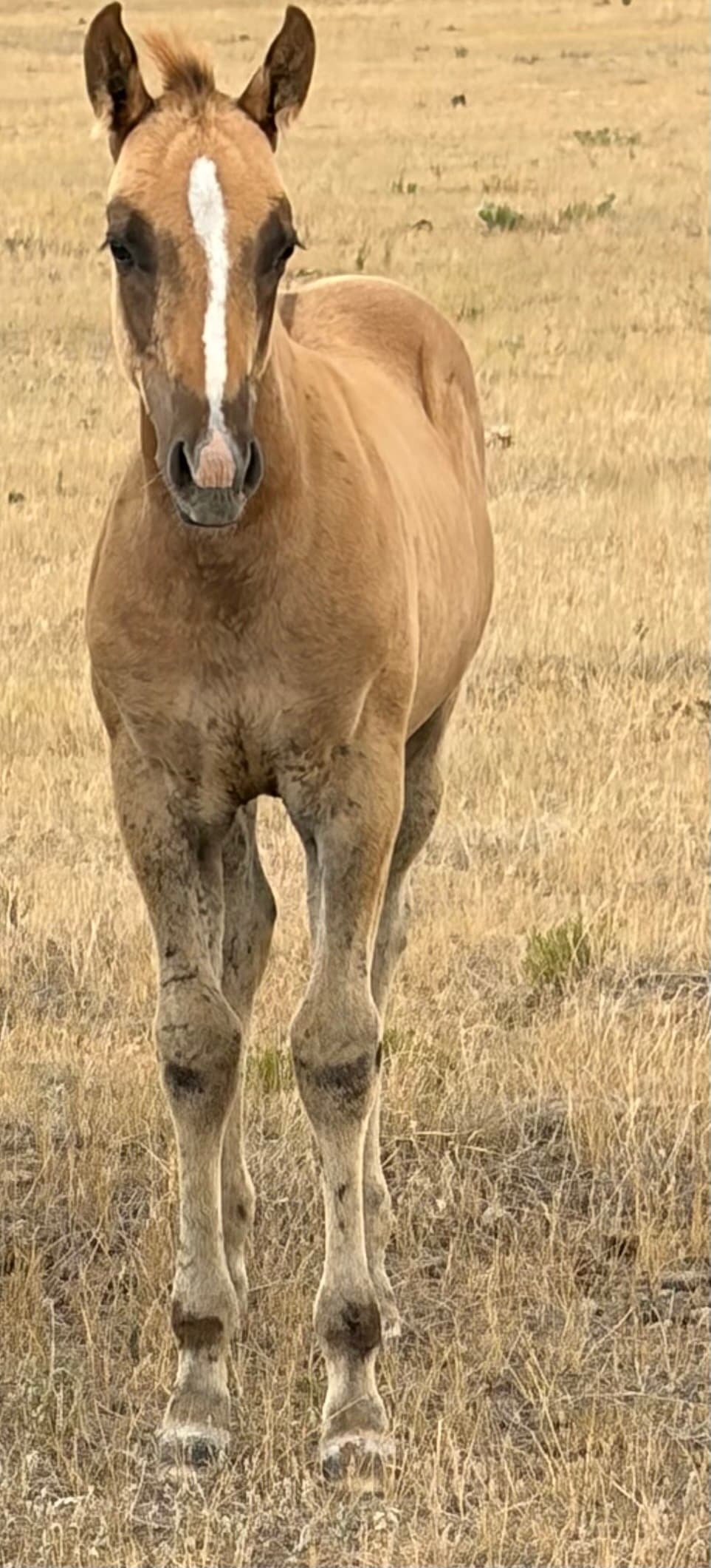 AQHA Pending - Image 3