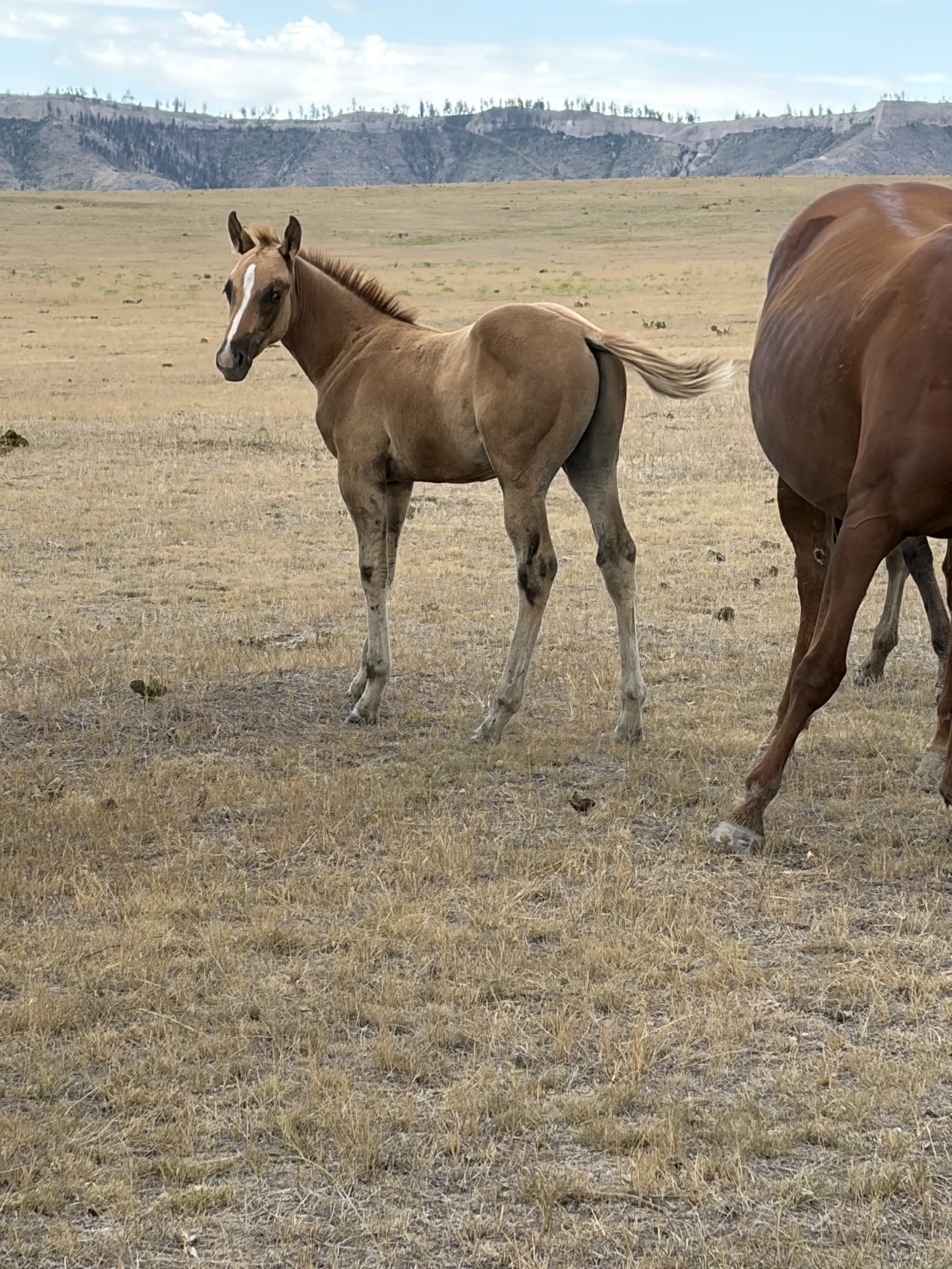 AQHA Pending - Image 2