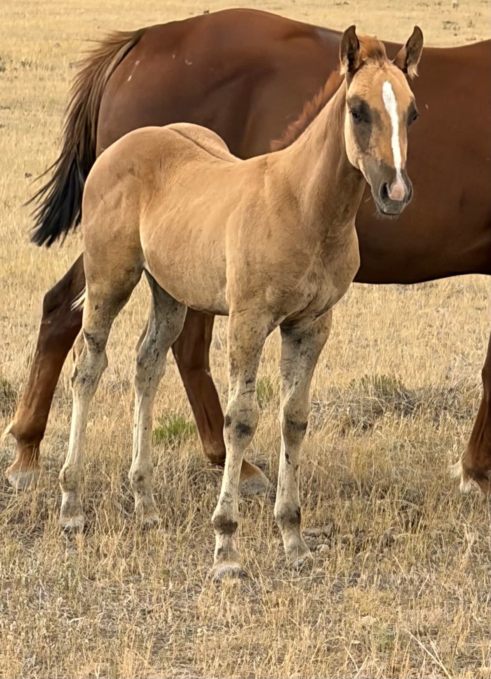 AQHA Pending - Image 1