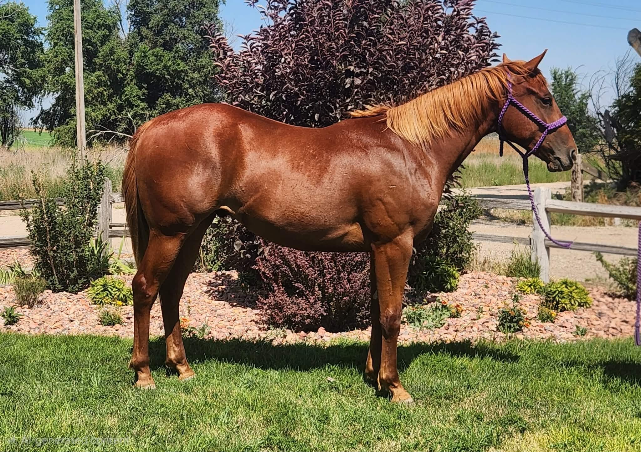 DUAL STREAKIN FROSTY - Image 1