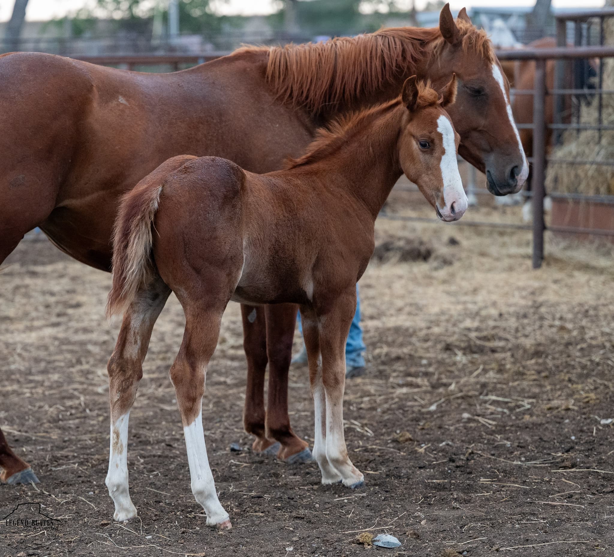 AQHA Pending - Image 1